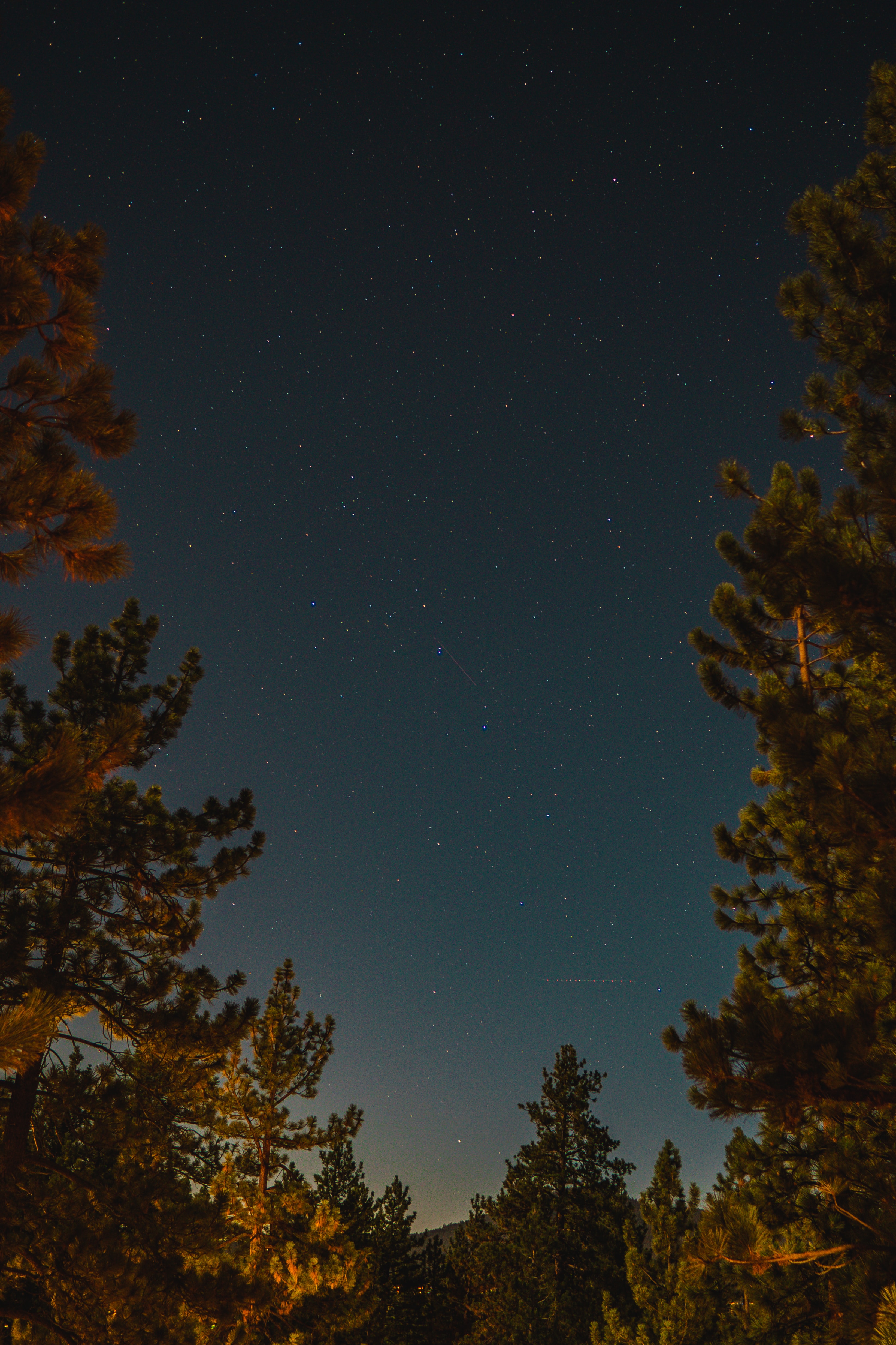 Starry Sky stars, fir, night, nature 8k Backgrounds