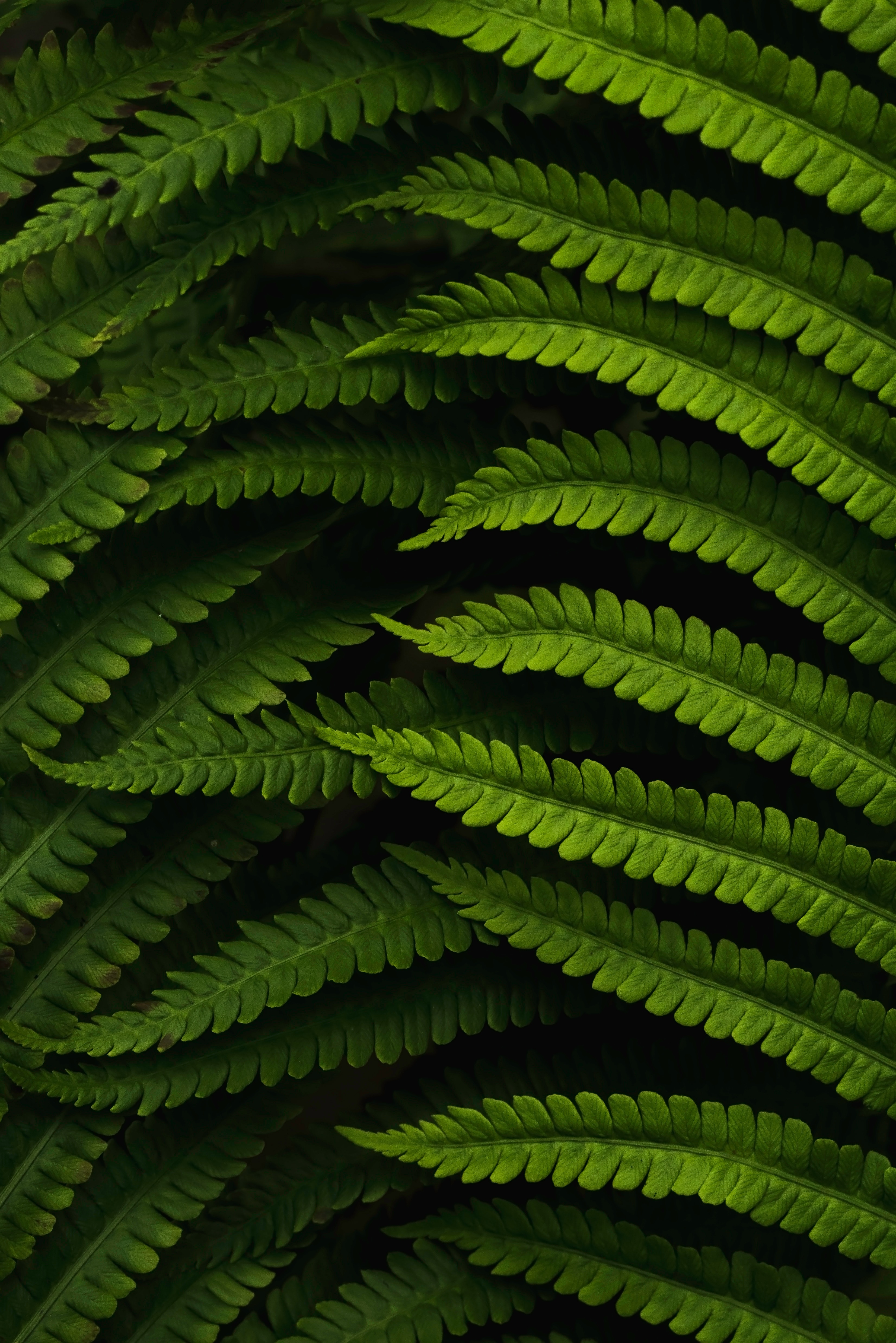 leaves, green, macro, fern cell phone wallpapers