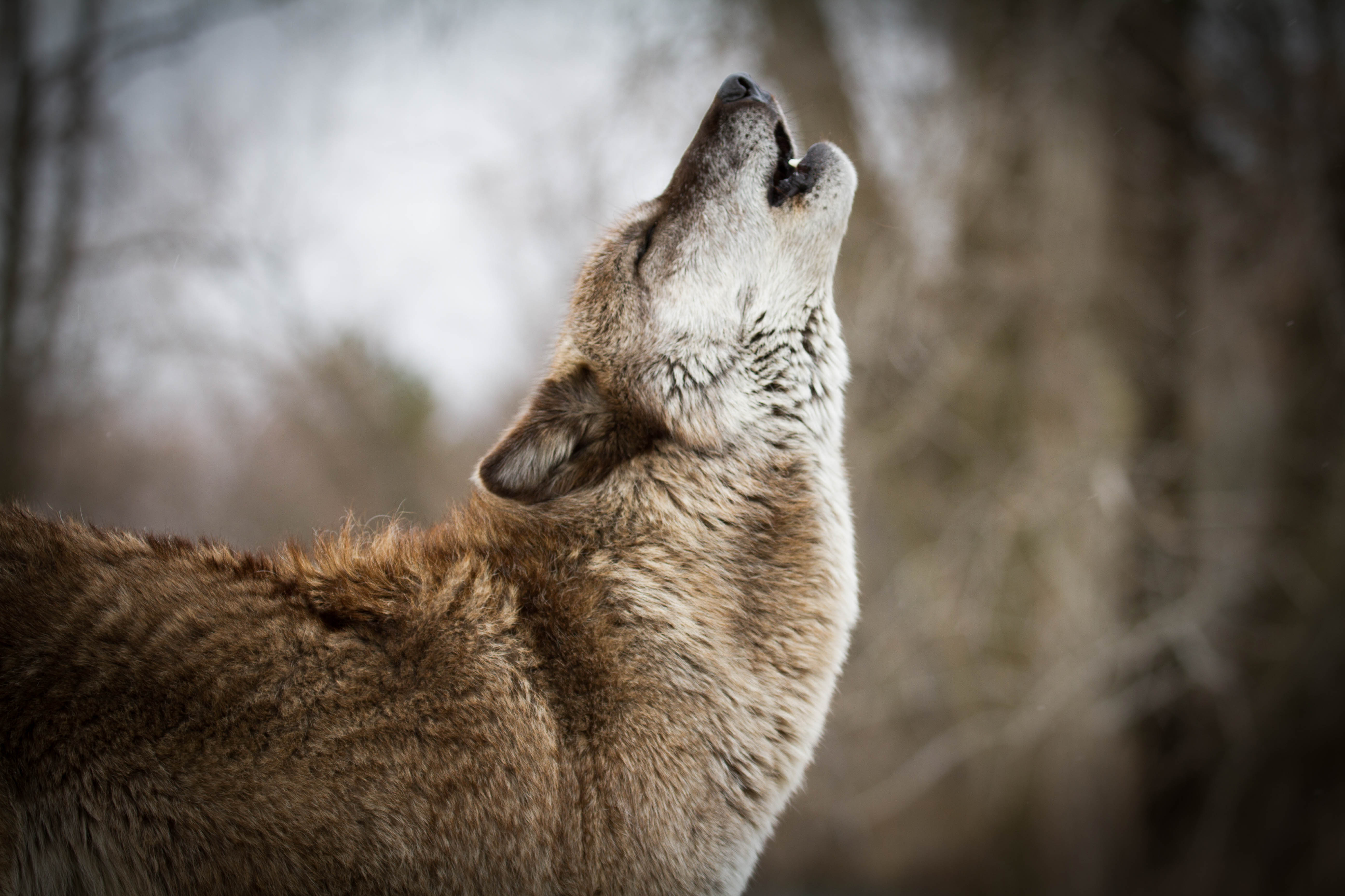 77624 Bildschirmschoner und Hintergrundbilder Wilde Natur auf Ihrem Telefon. Laden Sie predator, heulen, wolf, wildlife Bilder kostenlos herunter