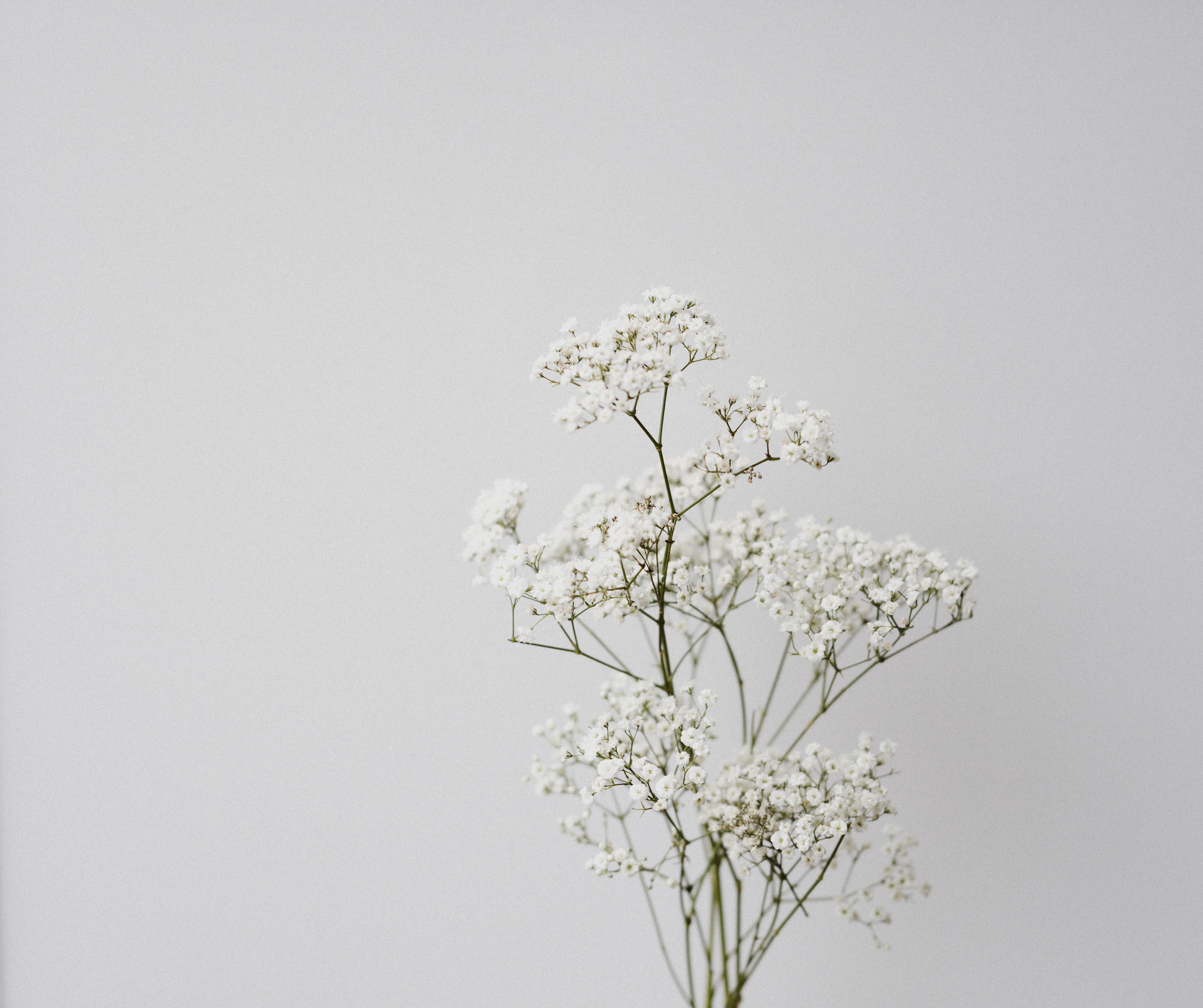flowers, minimalism, white, macro download HD wallpaper