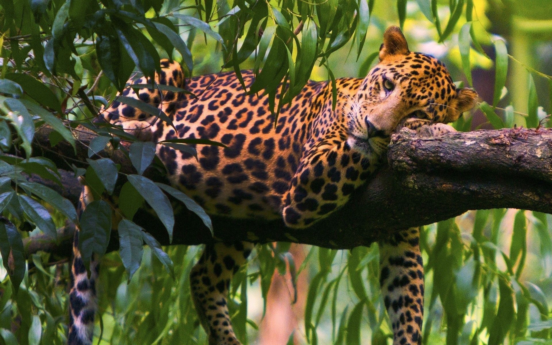 105385 Bild herunterladen leopard, tiere, holz, sich hinlegen, liegen, baum, ast, zweig, raubtier, predator - Hintergrundbilder und Bildschirmschoner kostenlos