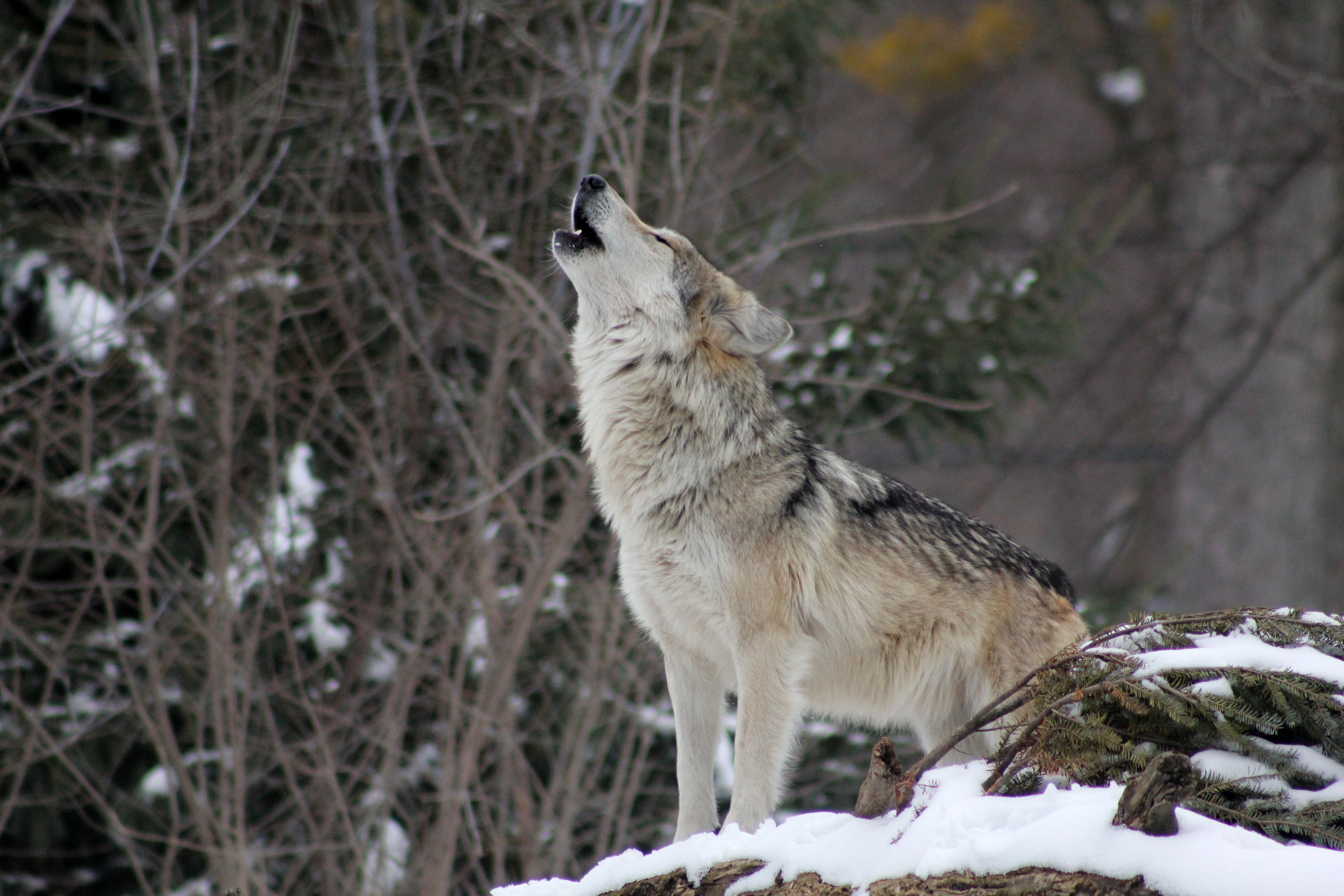 wolf, animals, winter, predator, wildlife, howls, howling Aesthetic wallpaper