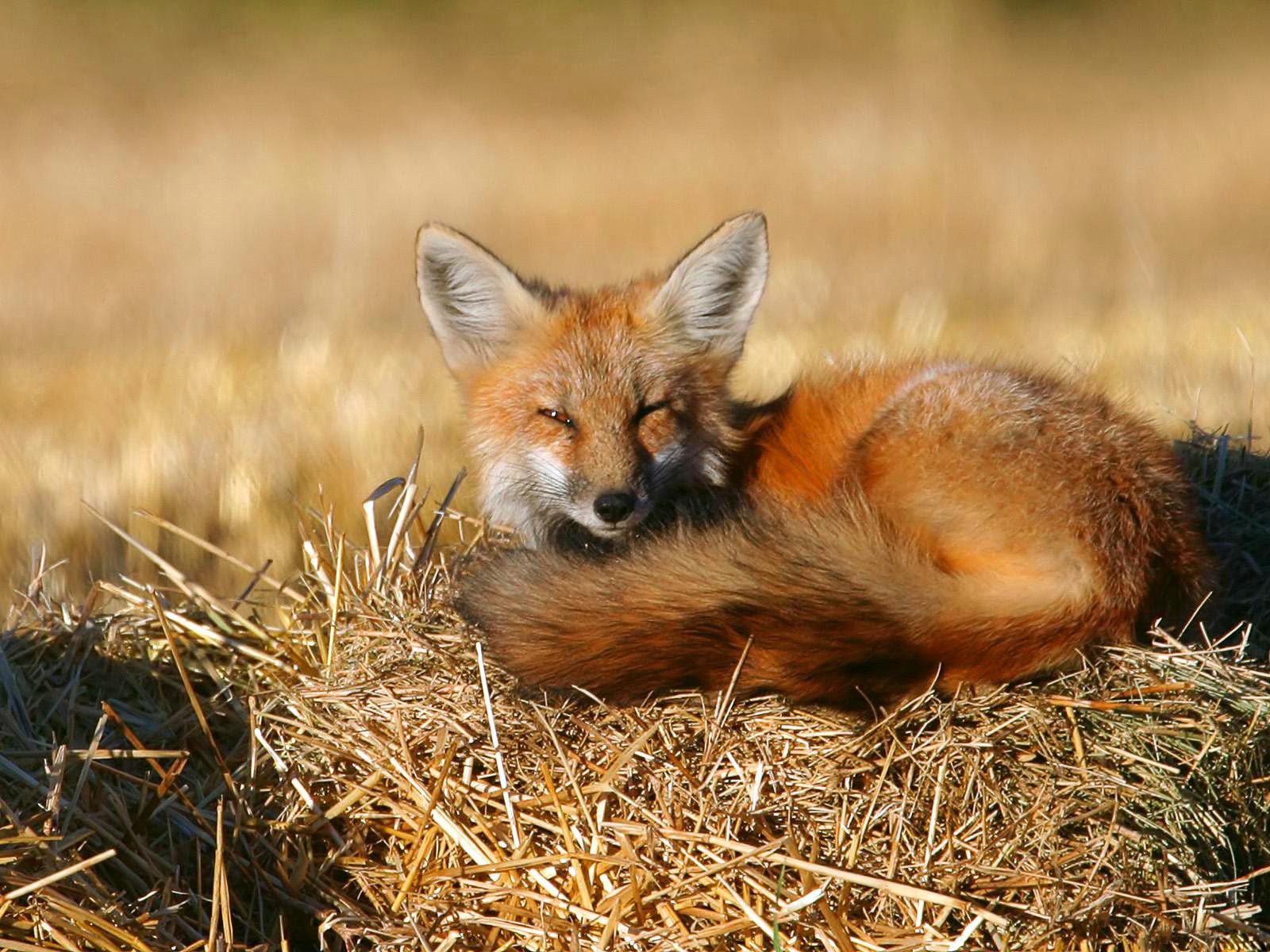 Laden Sie das Sich Hinlegen, Tiere, Liegen, Ein Fuchs, Fuchs, Heu, Sich Aalen, Sonnen-Bild kostenlos auf Ihren PC-Desktop herunter