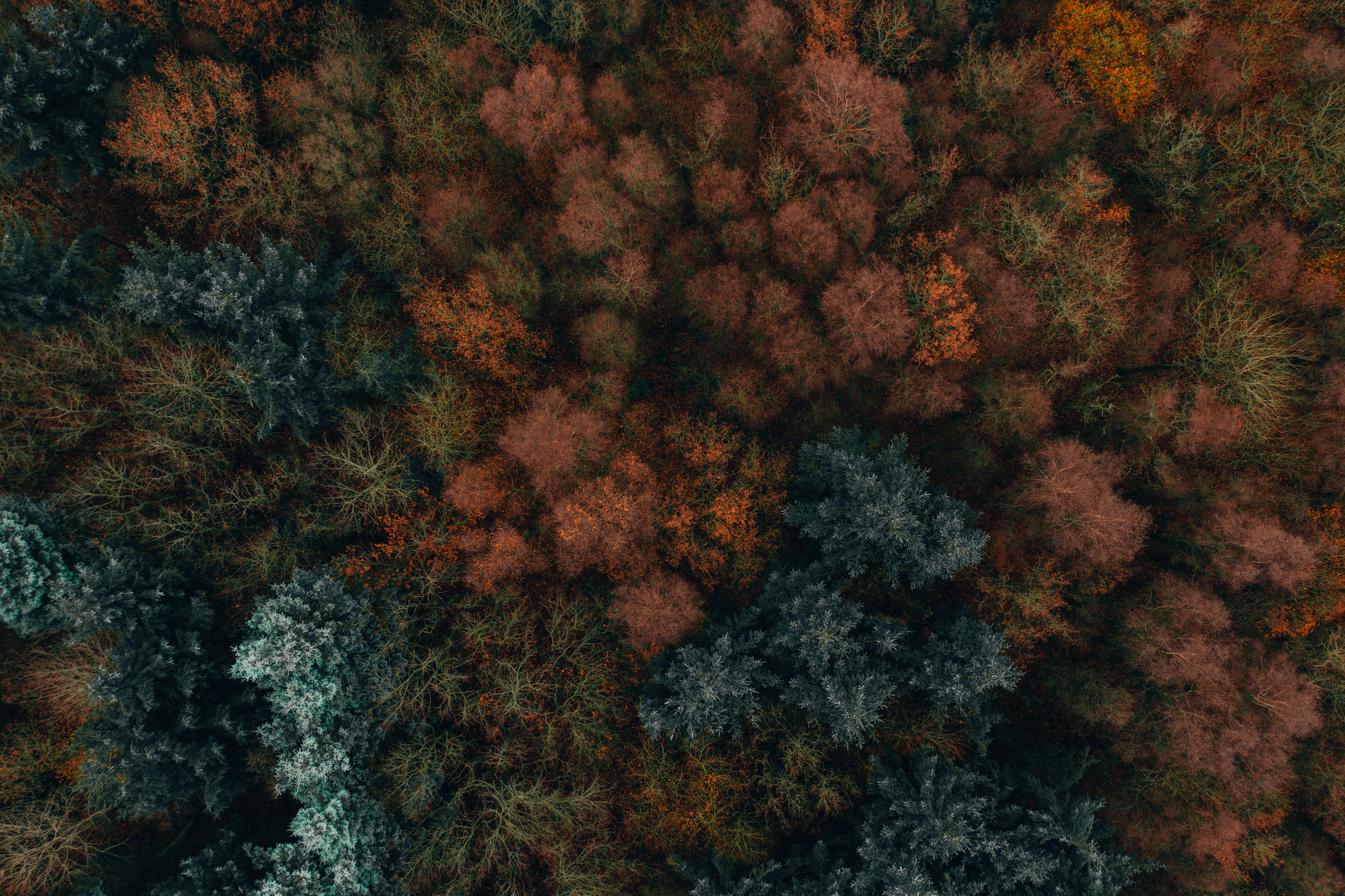 129581 Hintergrundbilder und Herbstfarben Bilder auf dem Desktop. Laden Sie herbst, blick von oben, natur, wald Bildschirmschoner kostenlos auf den PC herunter