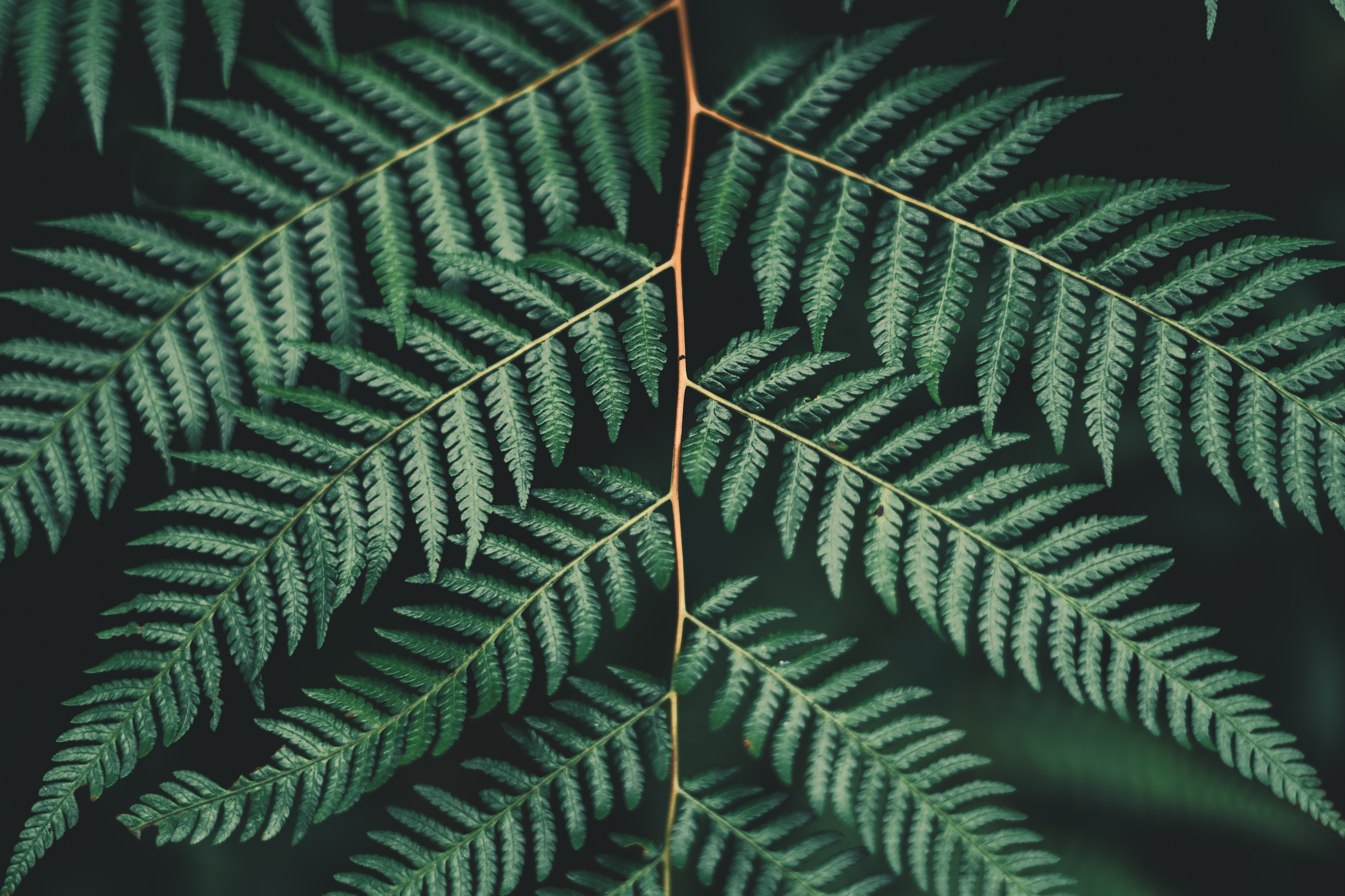 iPhone background green, sheet, fern, branch