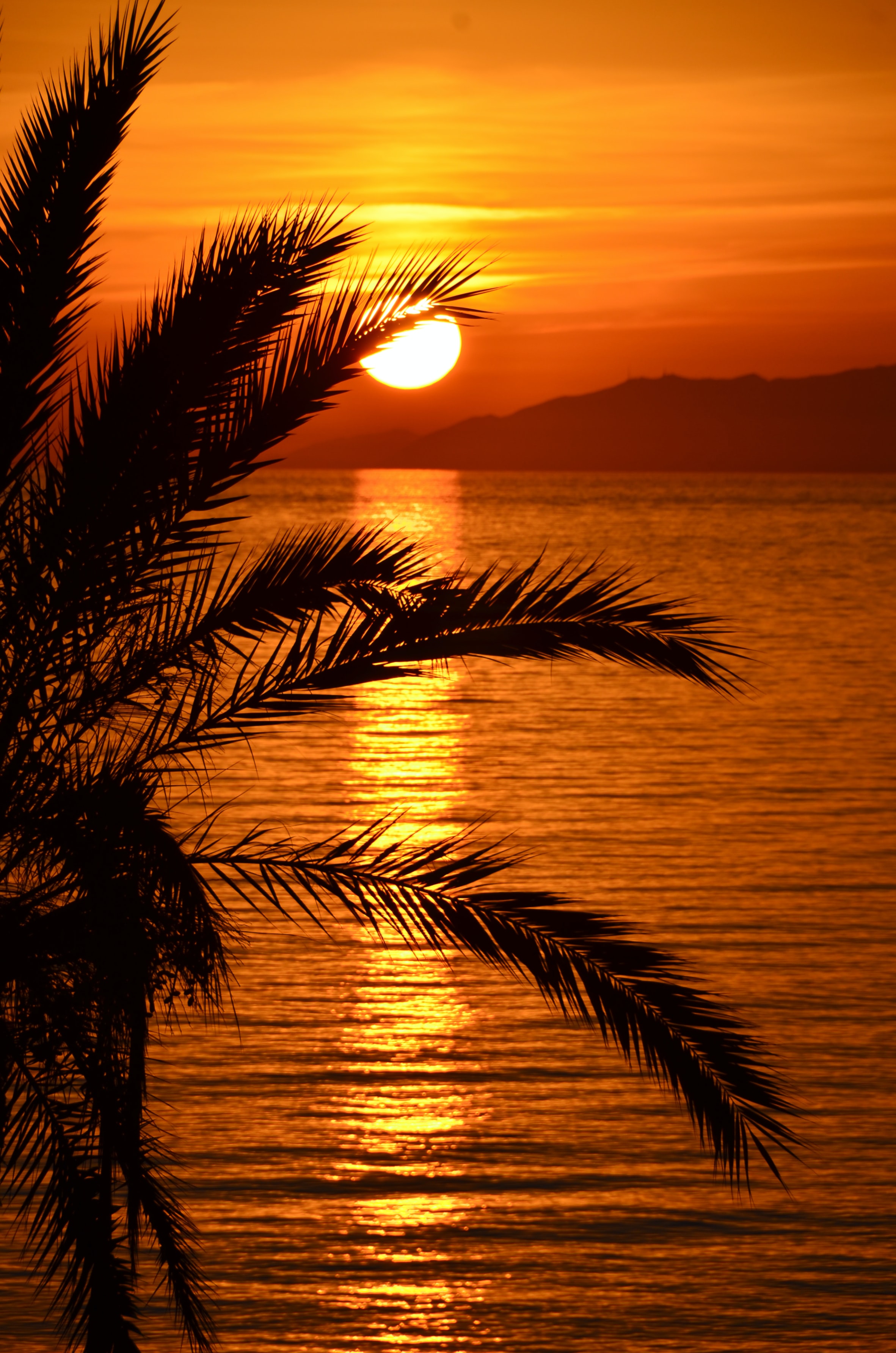 147218 Hintergrundbild herunterladen palm, sea, natur, wasser, sunset, reflexion, palme, dämmerung, twilight - Bildschirmschoner und Bilder kostenlos