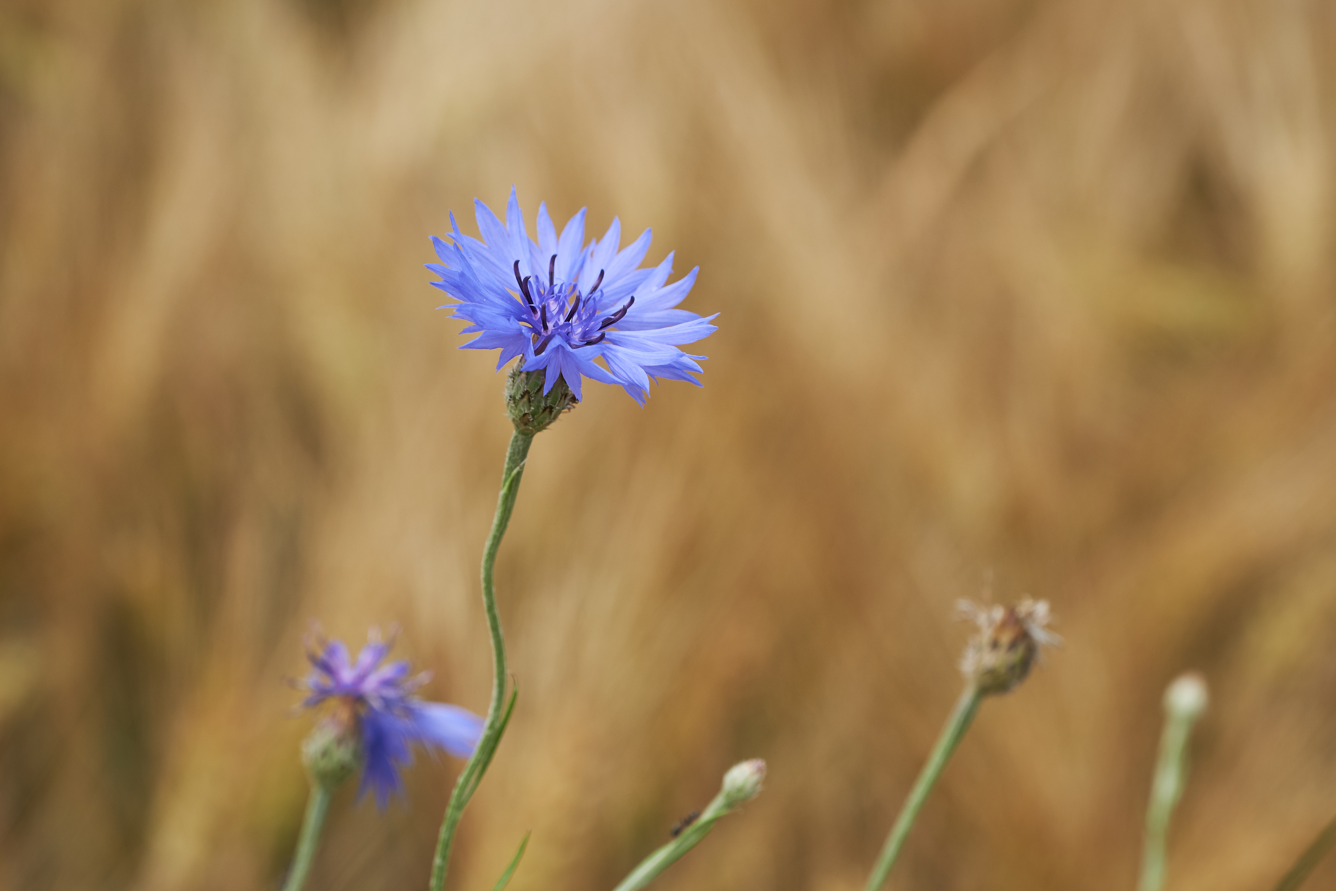 1080p pic macro, wild flower, flower, flowers