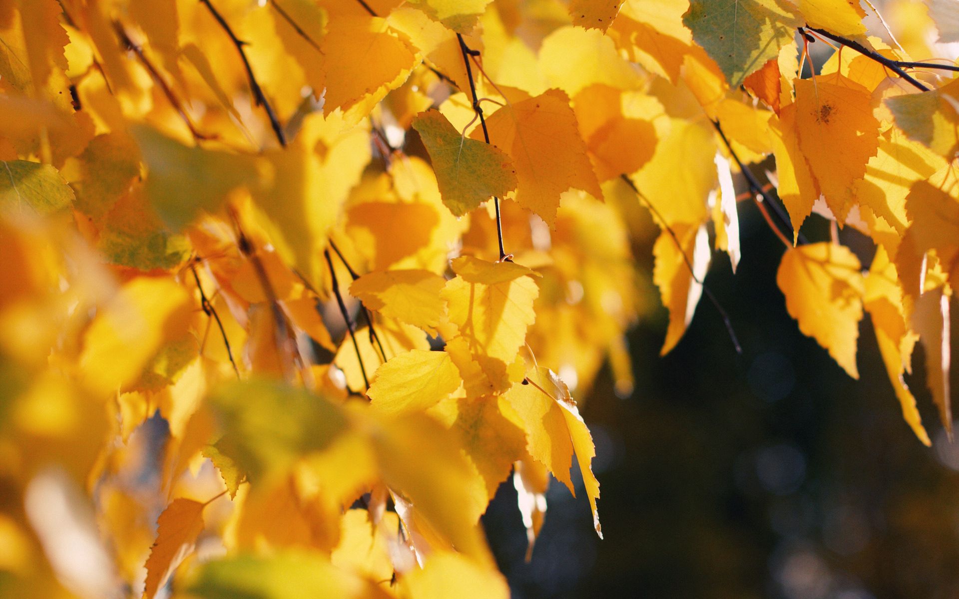 114785 скачать обои желтый, береза, октябрь, листья, природа, осень - заставки и картинки бесплатно