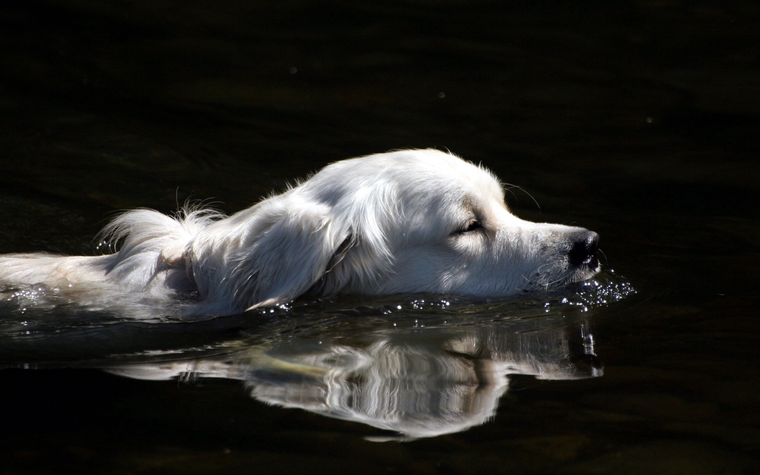 Desktop Backgrounds Swim dog, fluffy, water, animals