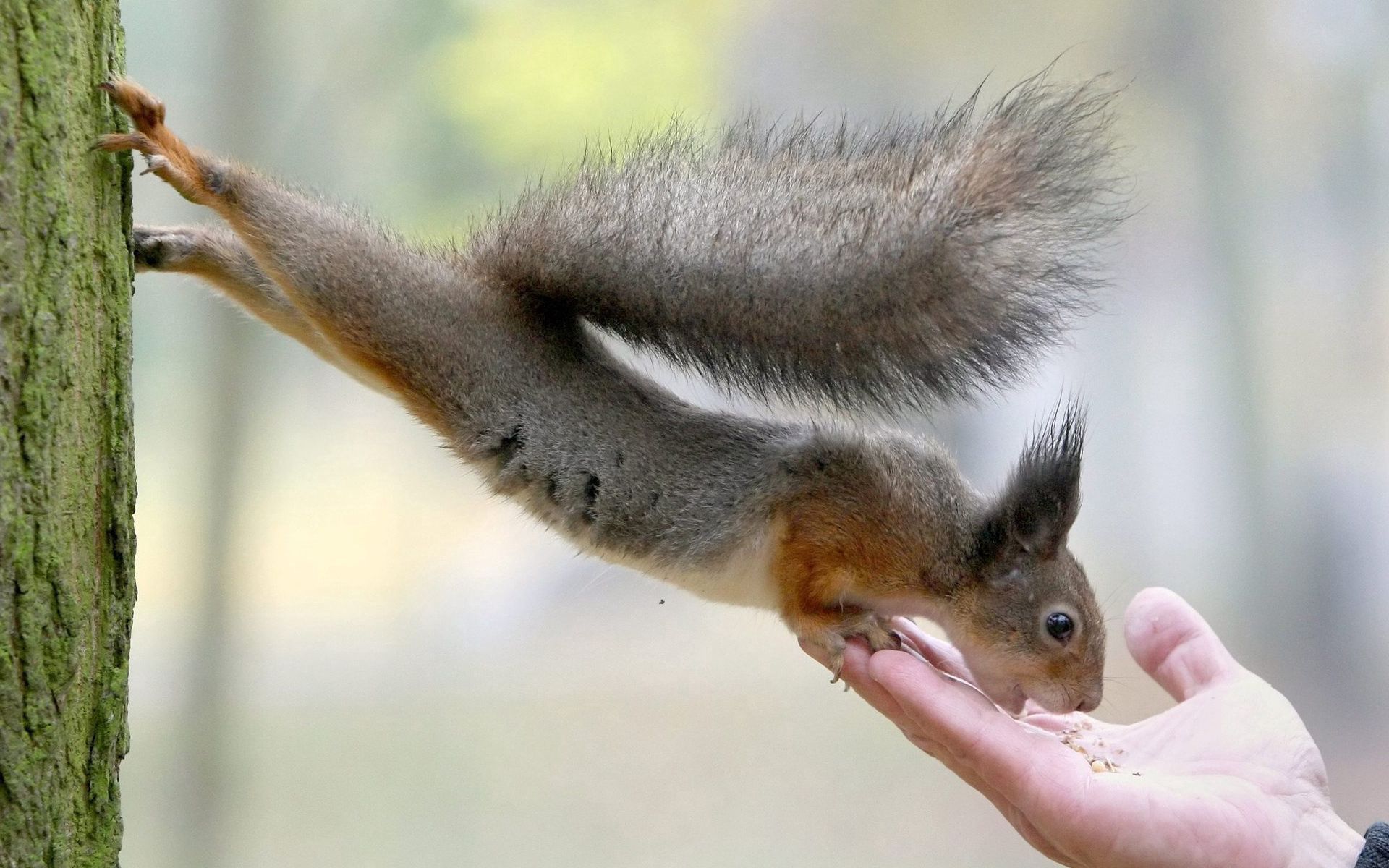 106098 Bildschirmschoner und Hintergrundbilder Eichhörnchen auf Ihrem Telefon. Laden Sie palm, feed, hand, futter Bilder kostenlos herunter