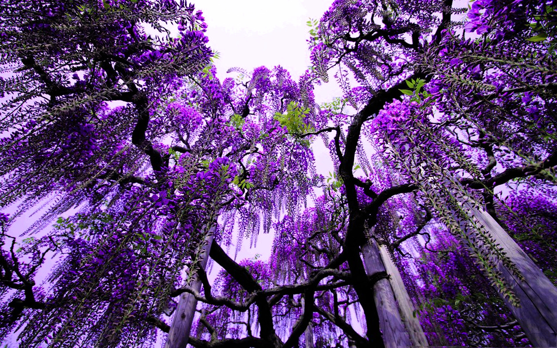Wisteria iPhone wallpapers