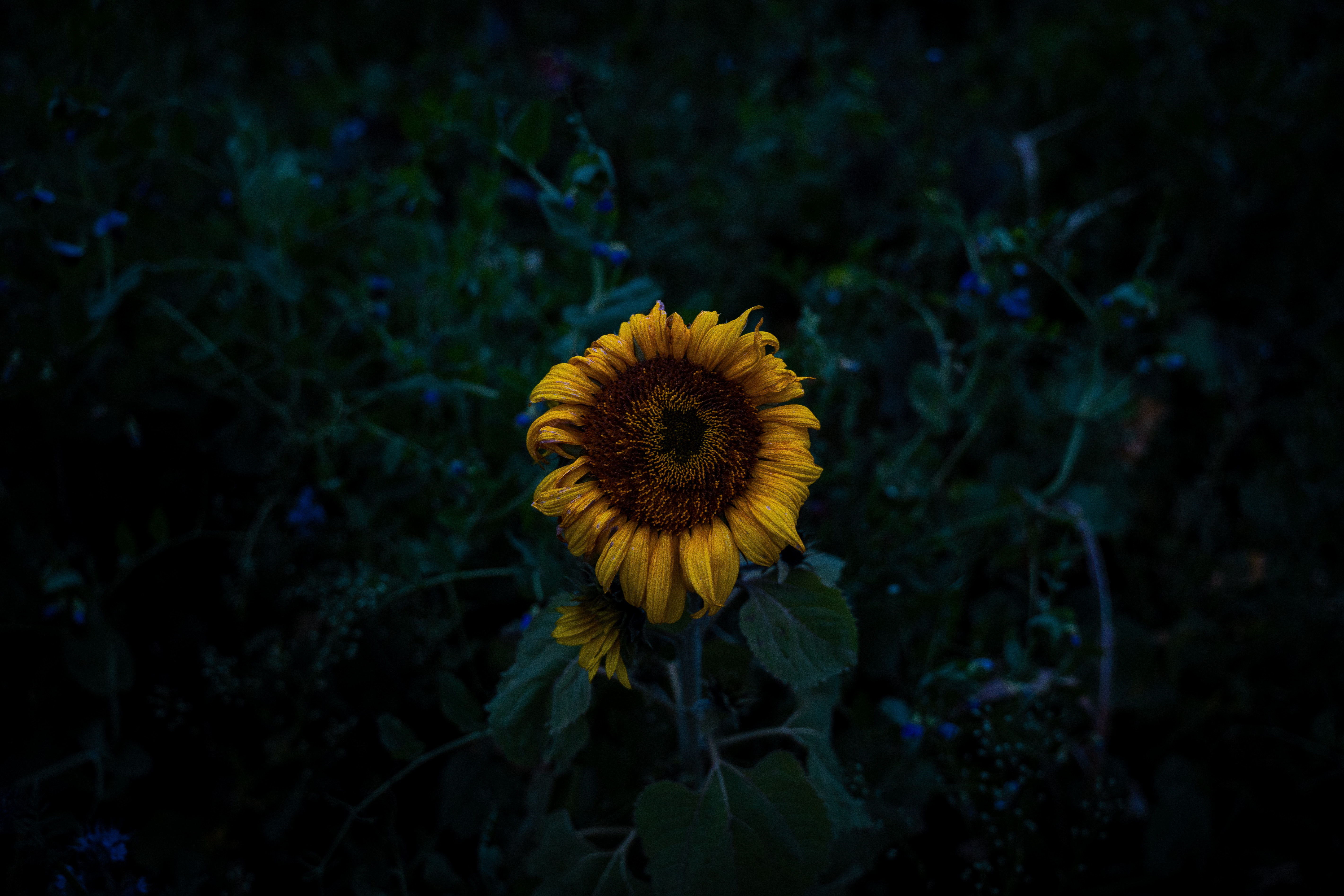flowers, yellow, dark, field, sunflower, blooms