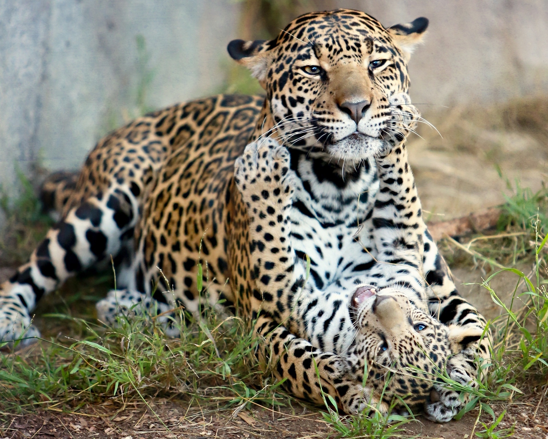 cats, jaguar cub, motherhood, kitten HD Phone wallpaper