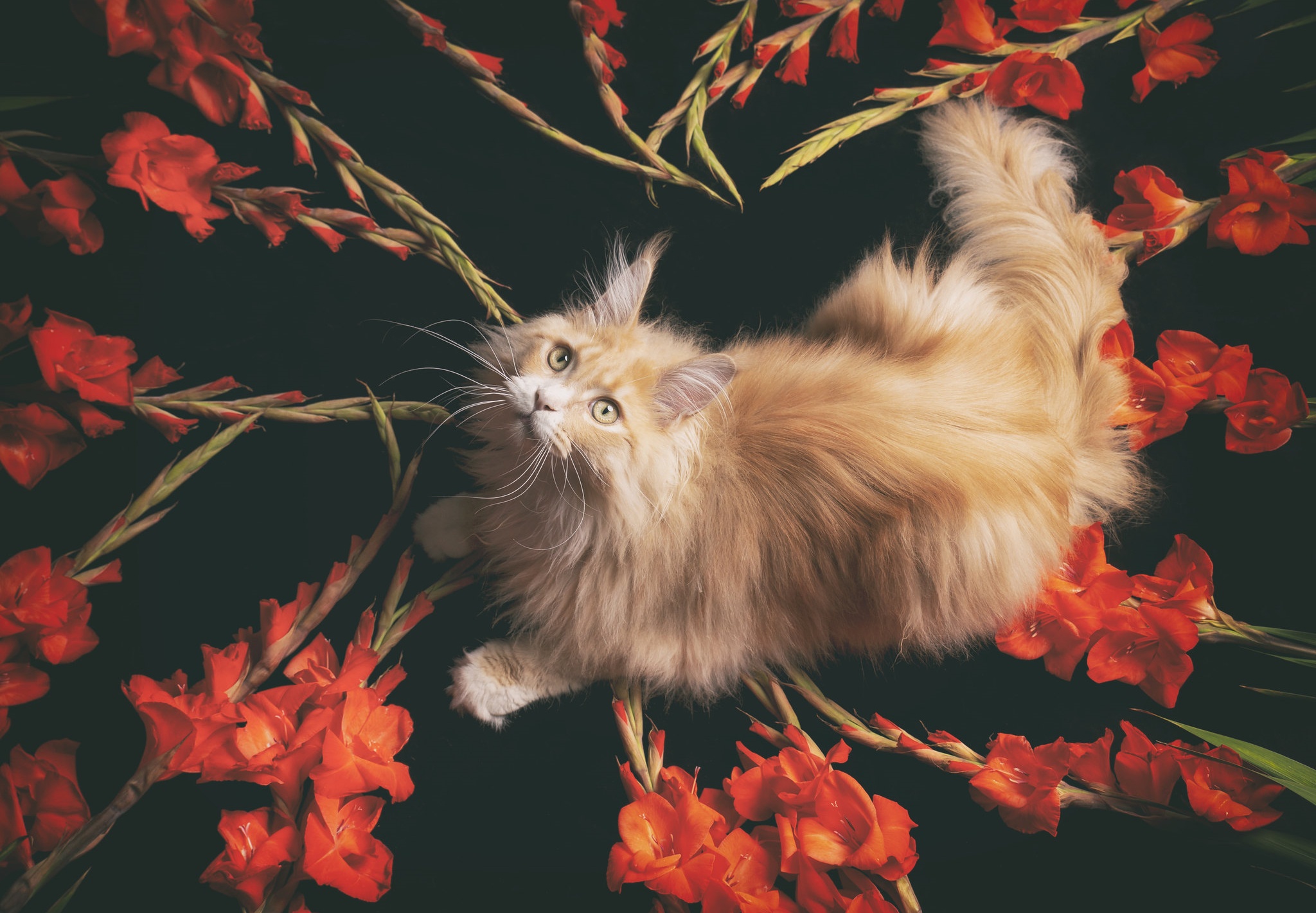 animal, cat, gladiolus, maine coon, red flower, cats HD wallpaper