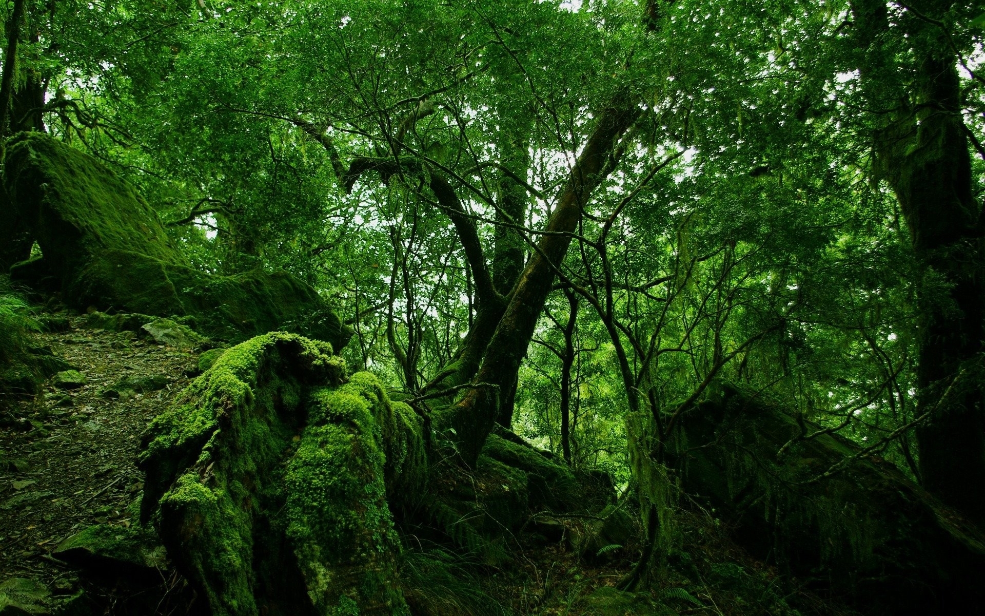 Landscape trees, green HD desktop images