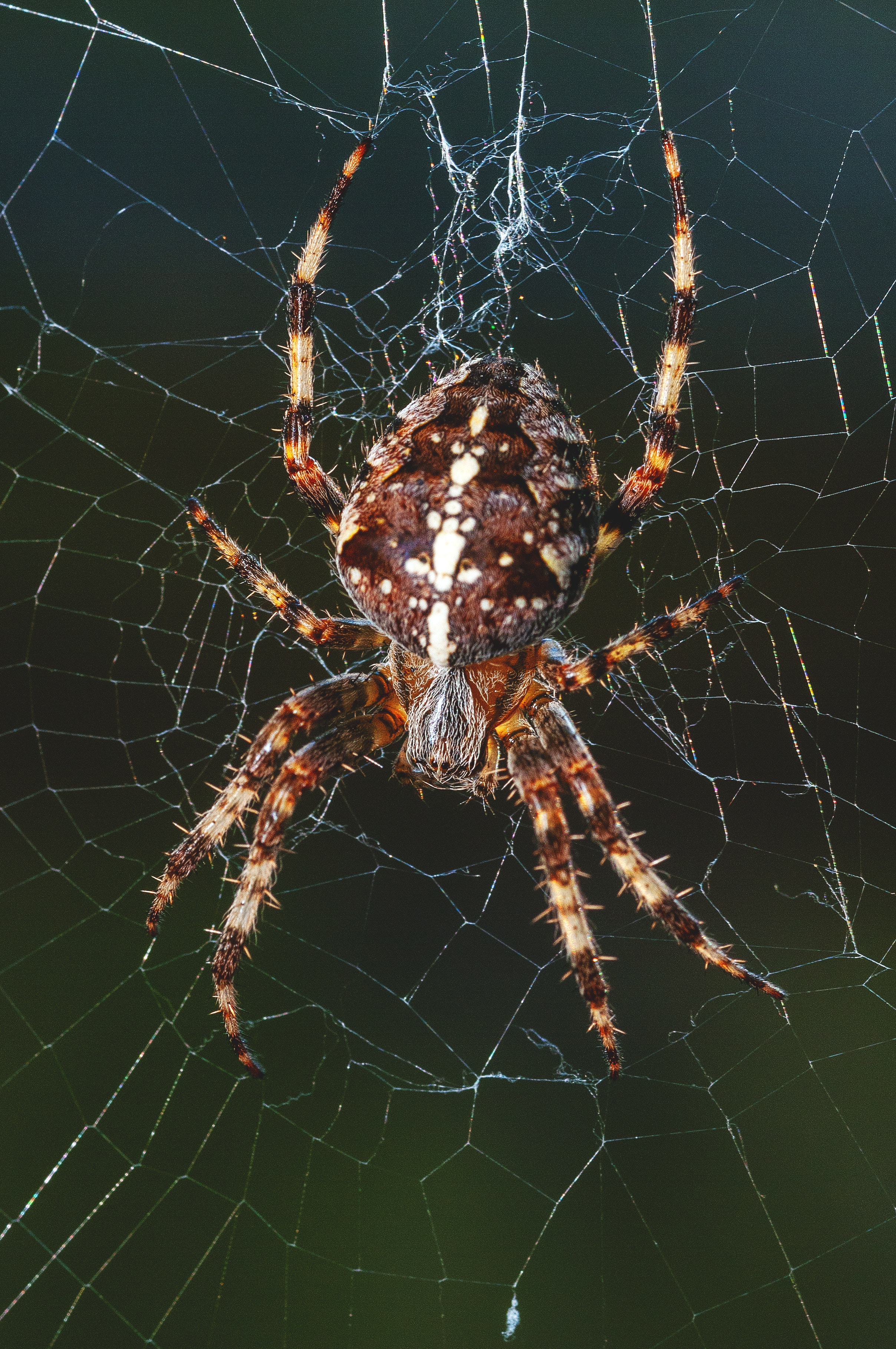 animals, web, insect, paws, spider wallpapers for tablet