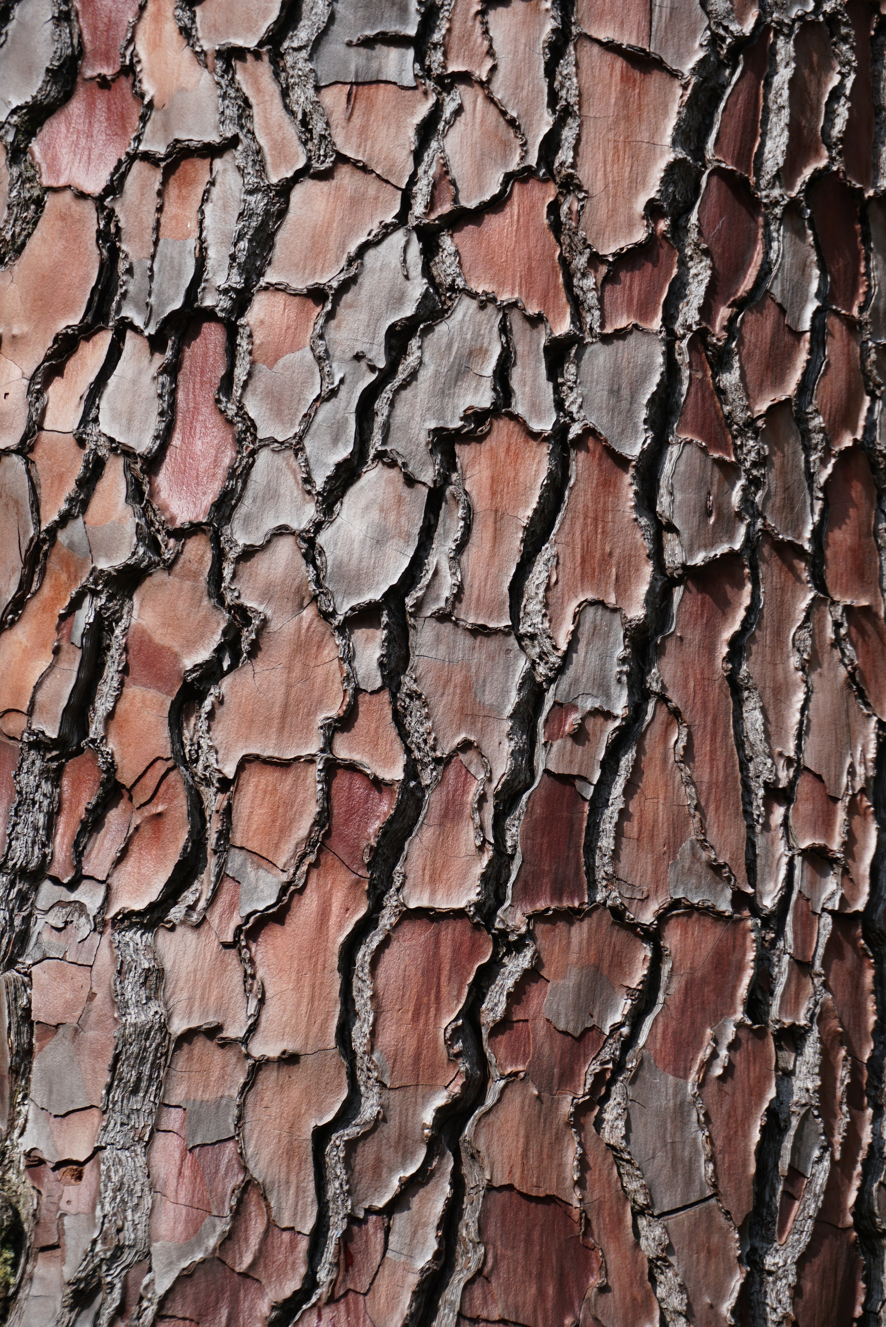 bark, wooden, wood, tree Ultrawide Wallpapers