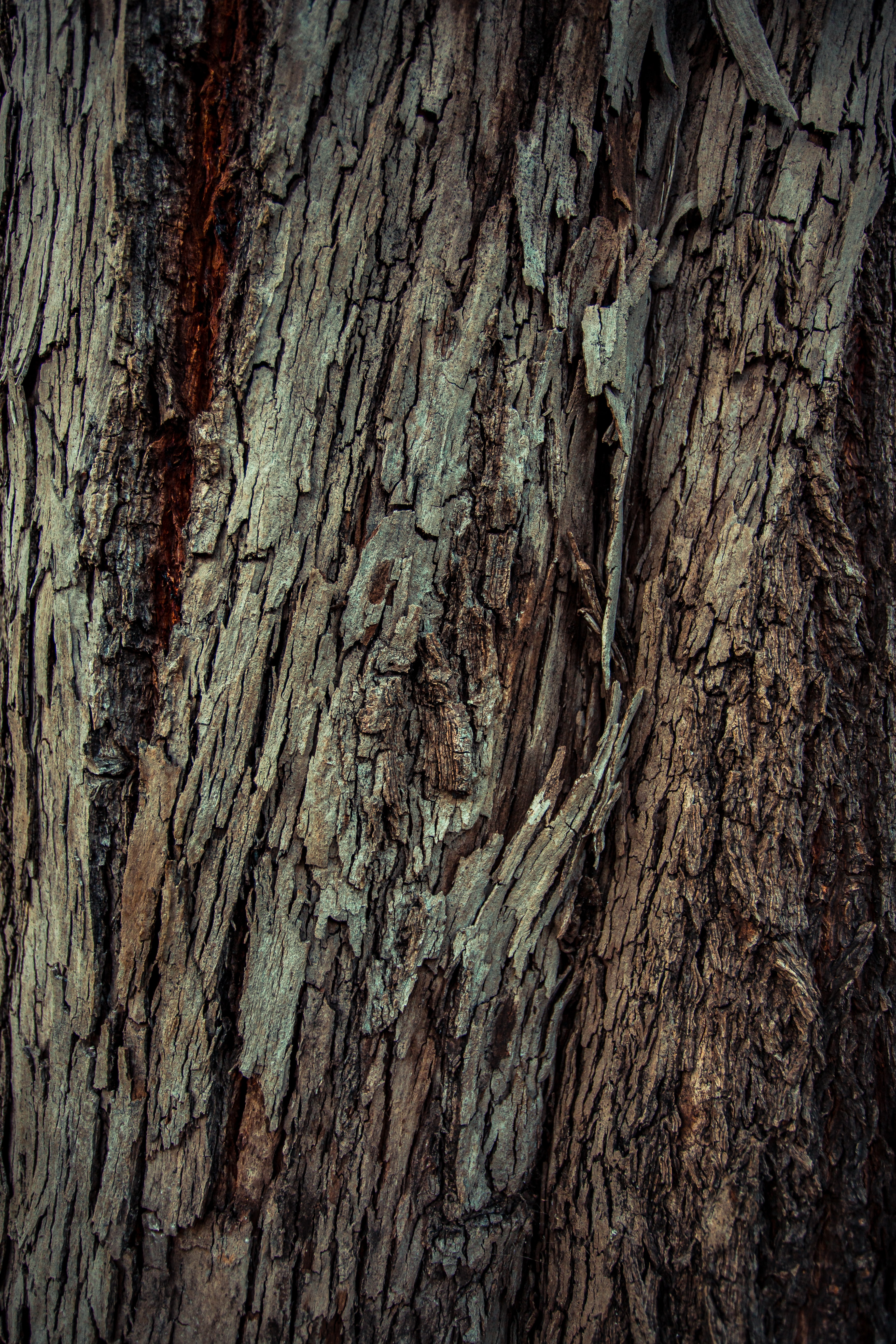 textures, texture, tree, bark HD Phone wallpaper