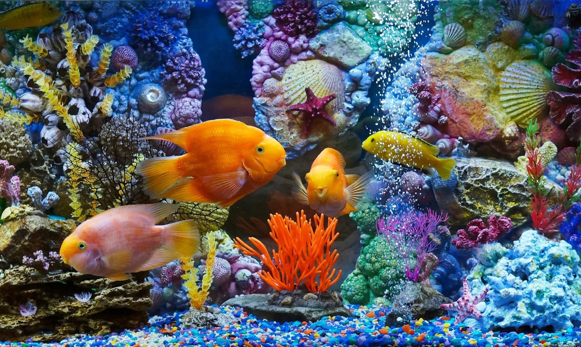 aquarium, colorful, fishes, fish, plant, animal