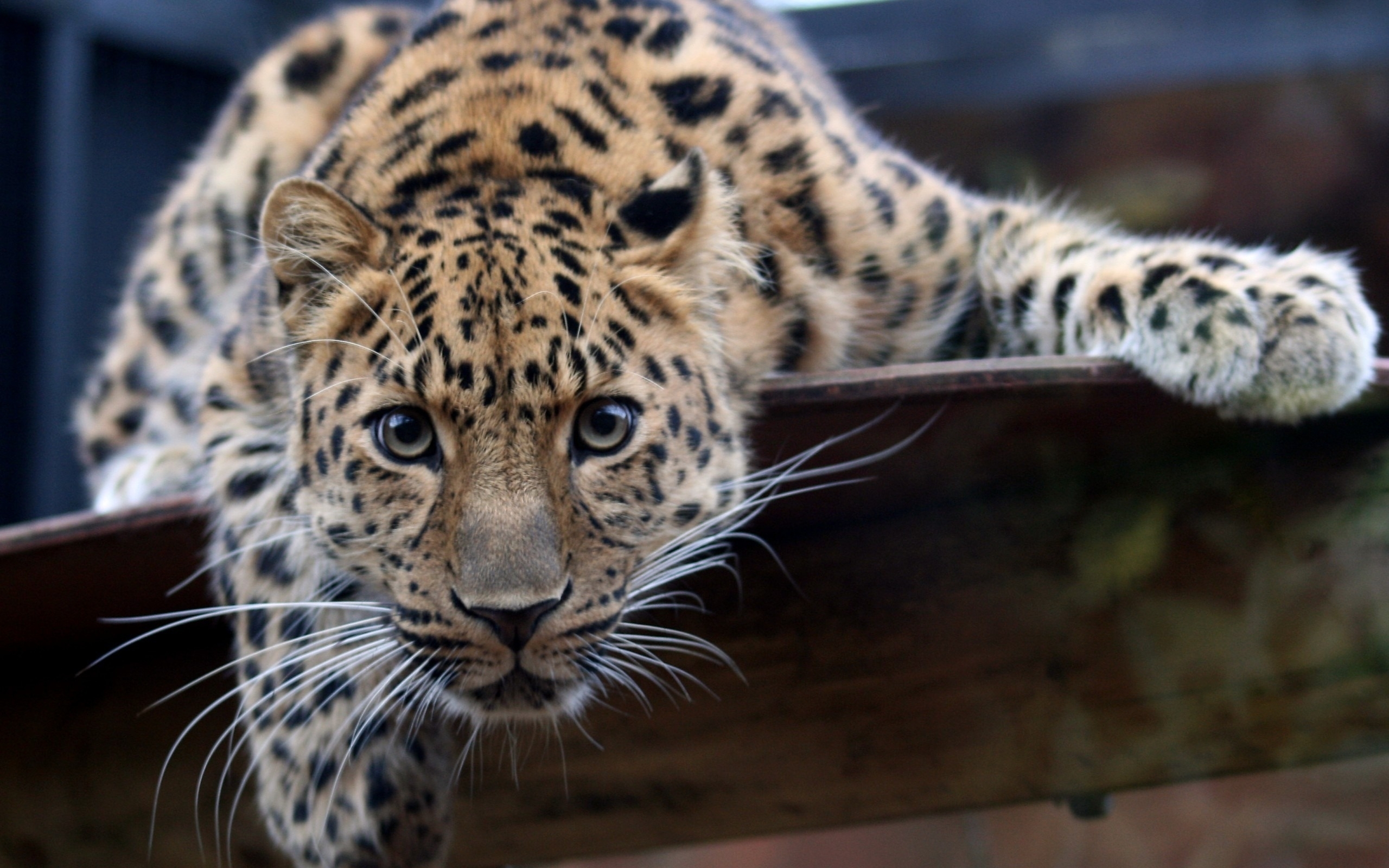 43755 Salvapantallas y fondos de pantalla Leopardos en tu teléfono. Descarga imágenes de animales gratis