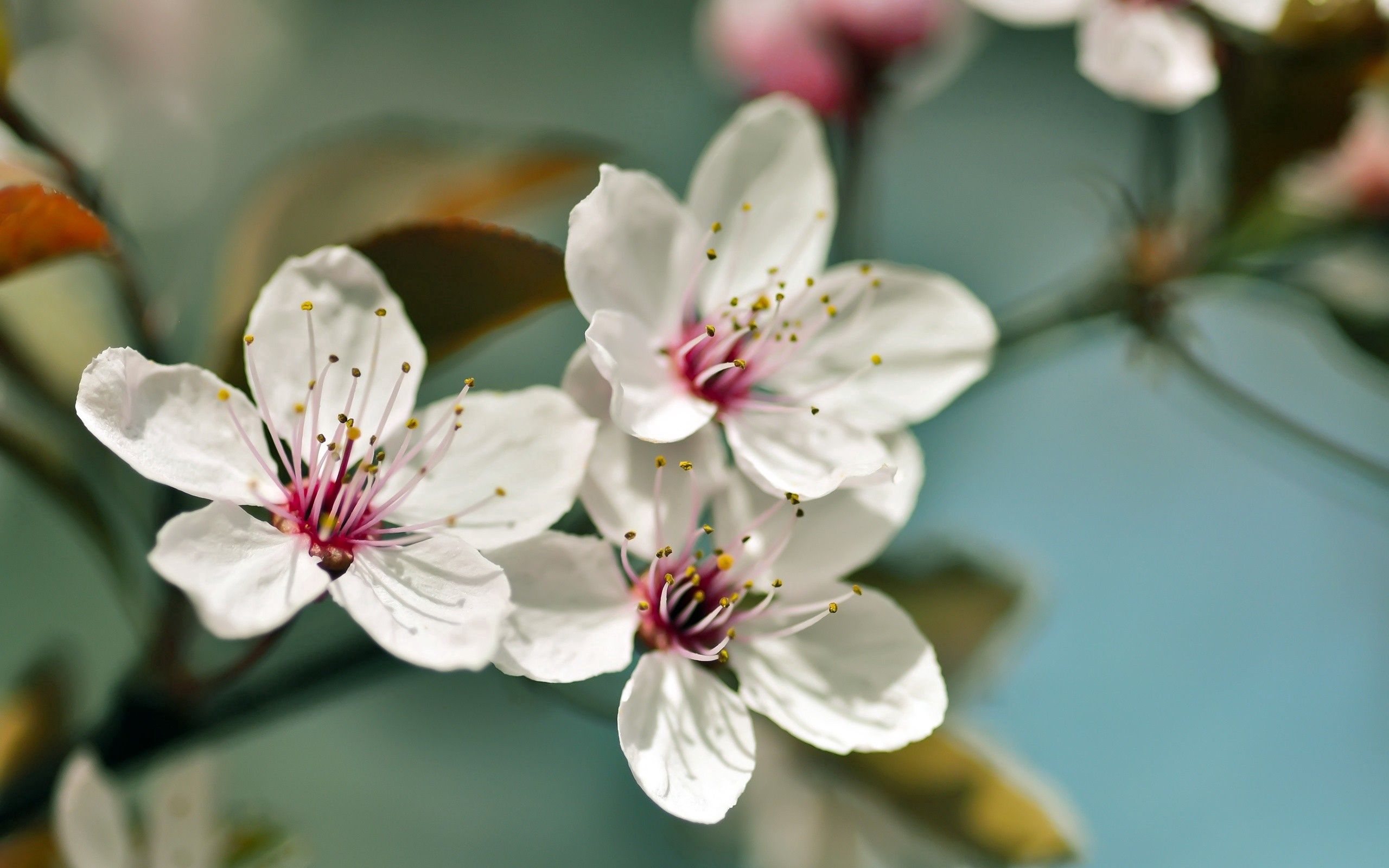Laden Sie das Frühling, Blumen, Pflanze, Makro, Blühen, Blühenden-Bild kostenlos auf Ihren PC-Desktop herunter