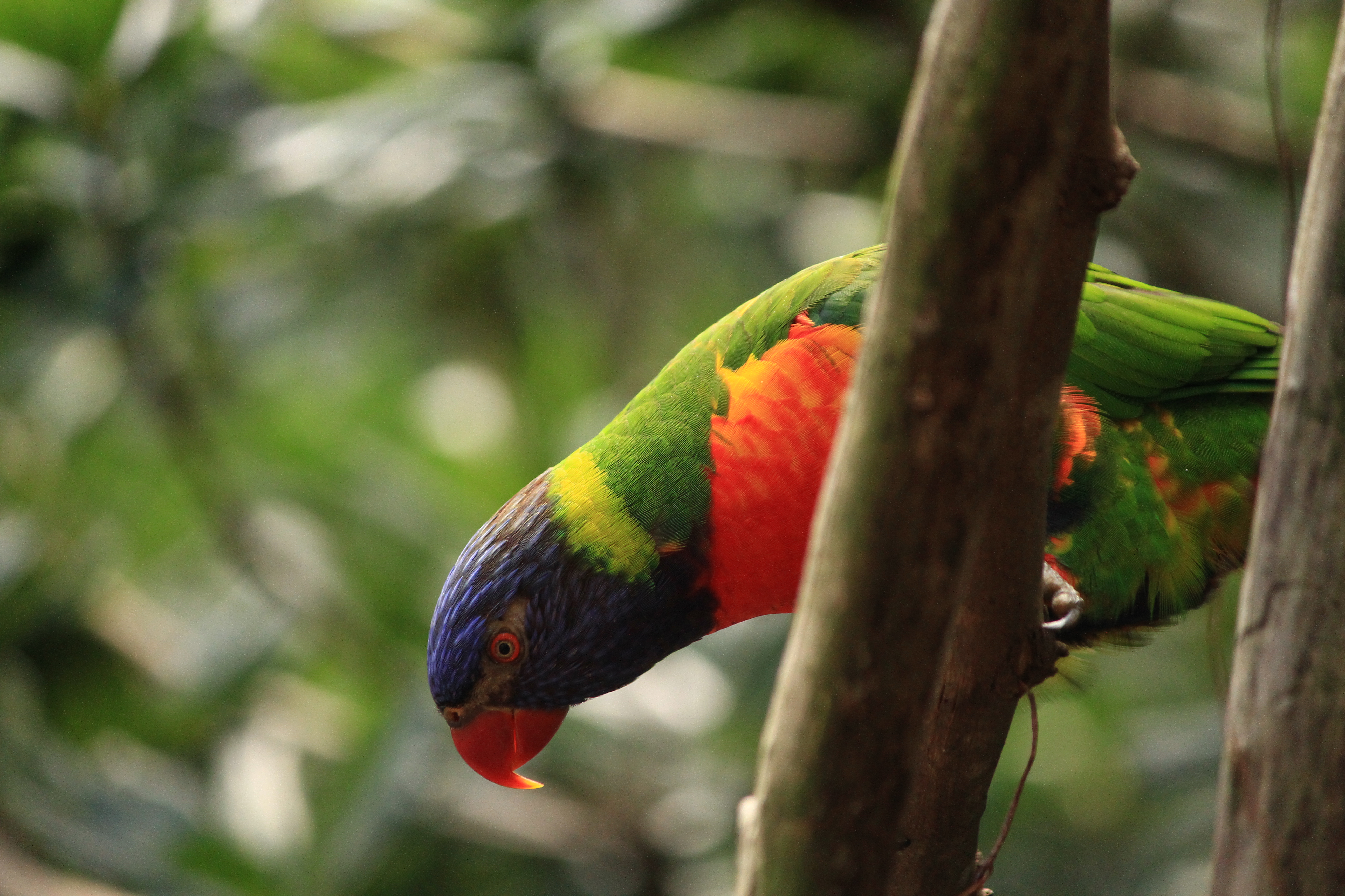 animal, rainbow lorikeet, bird, bokeh, parrot, trunk, birds High Definition image