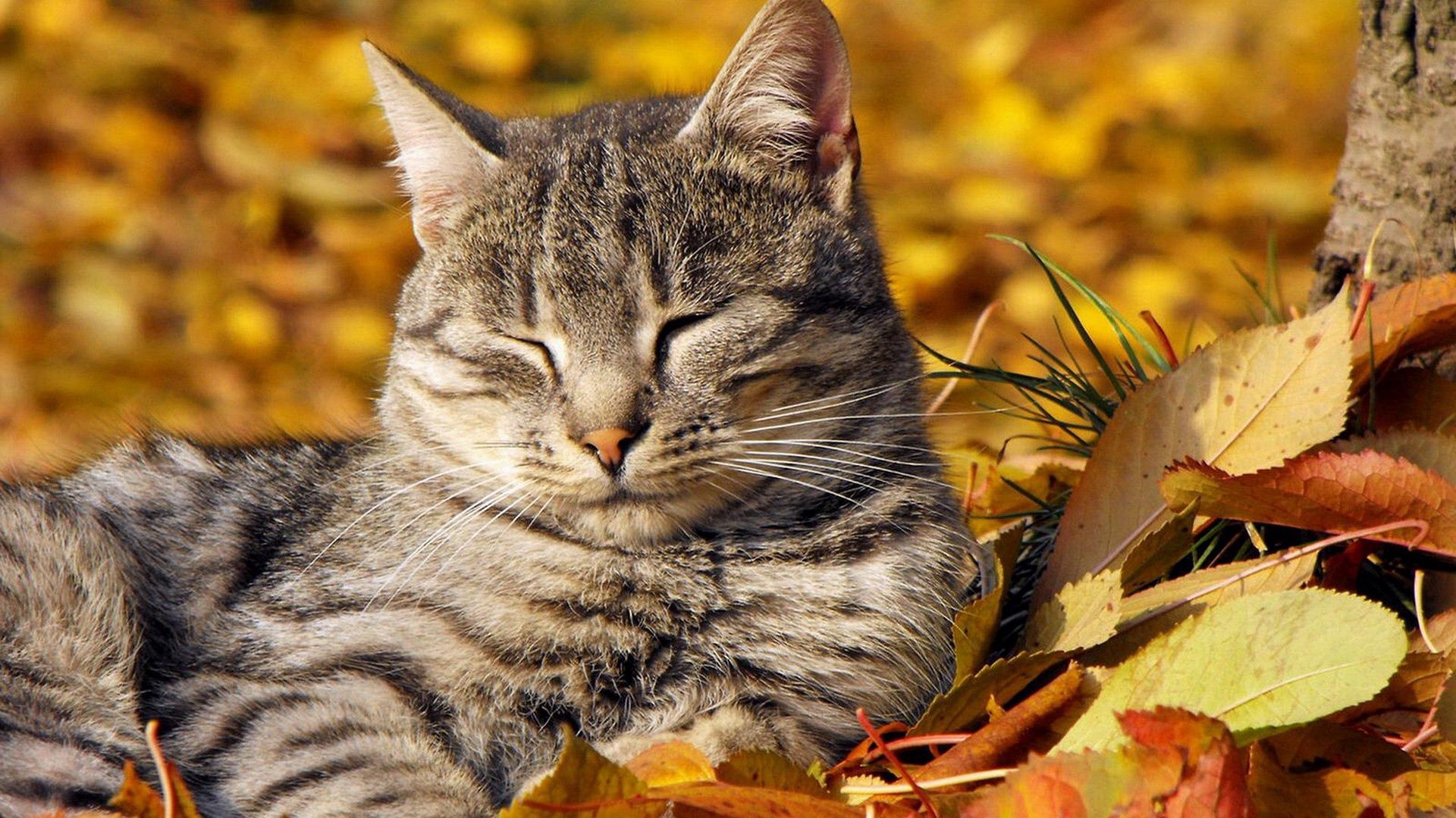 iPhone background animals, cat, lie, rest