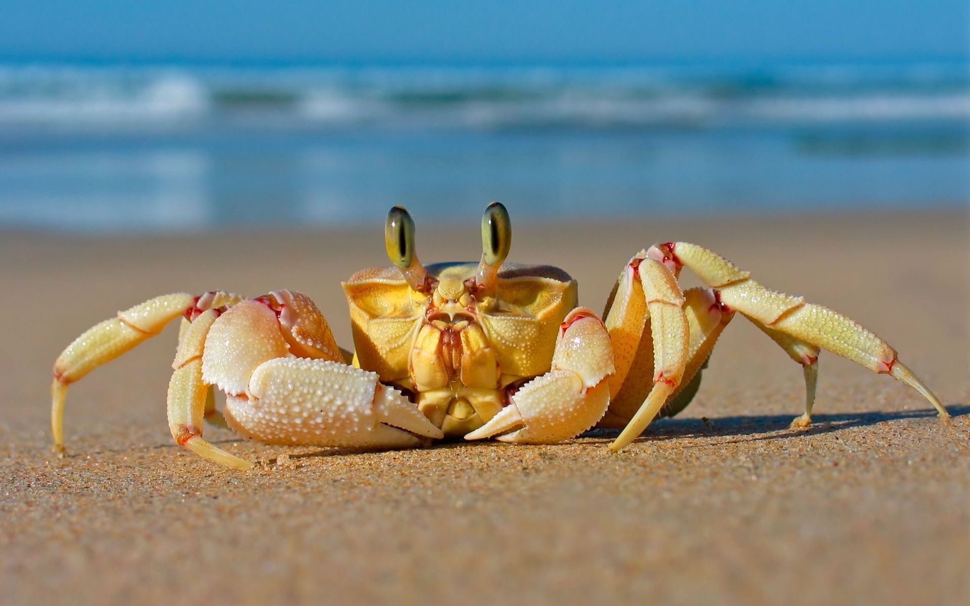 124359 Hintergrundbild herunterladen tiere, sea, strand, sand, krabbe - Bildschirmschoner und Bilder kostenlos