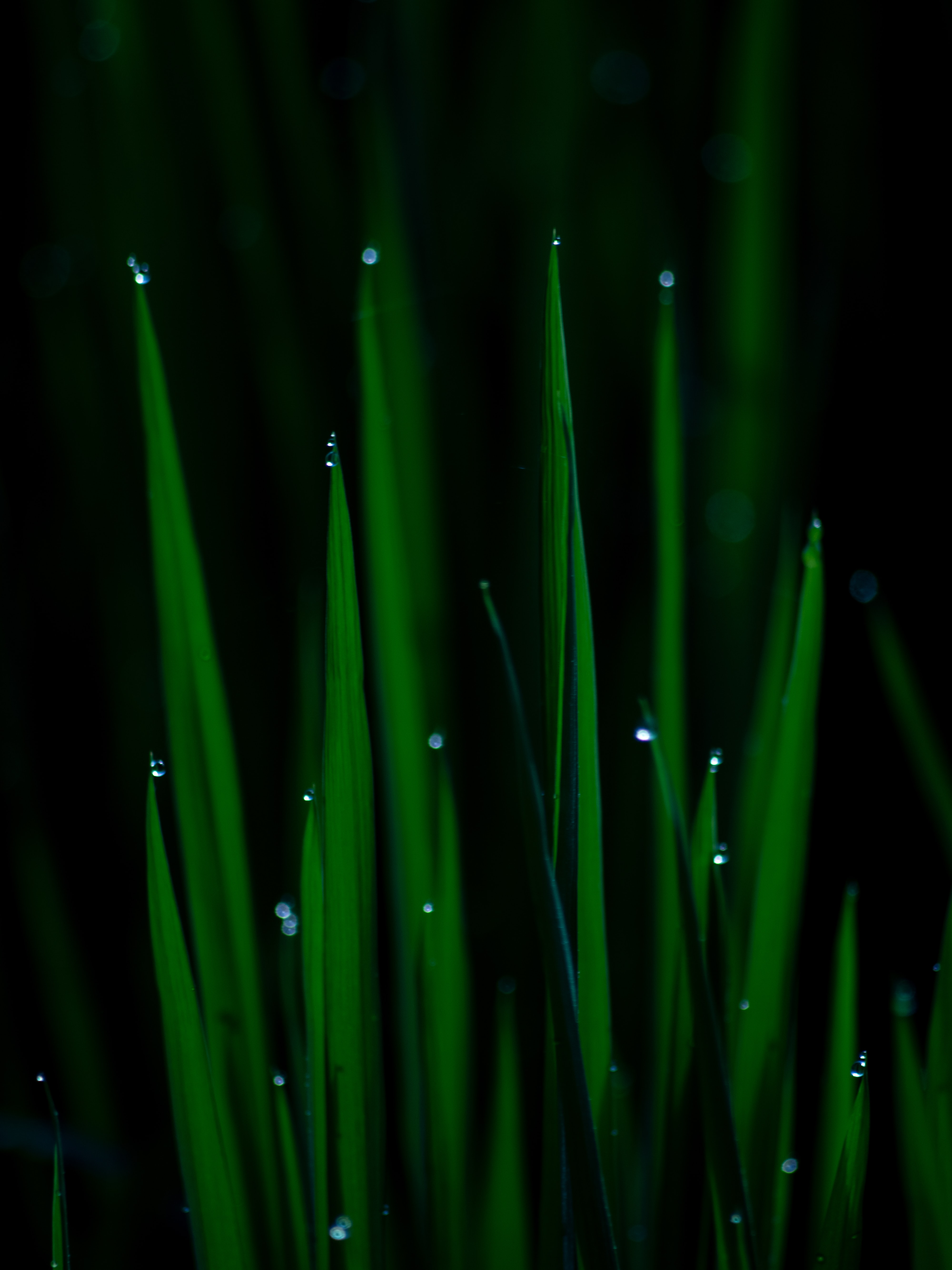 grass, drops, plant, macro, wet 2160p