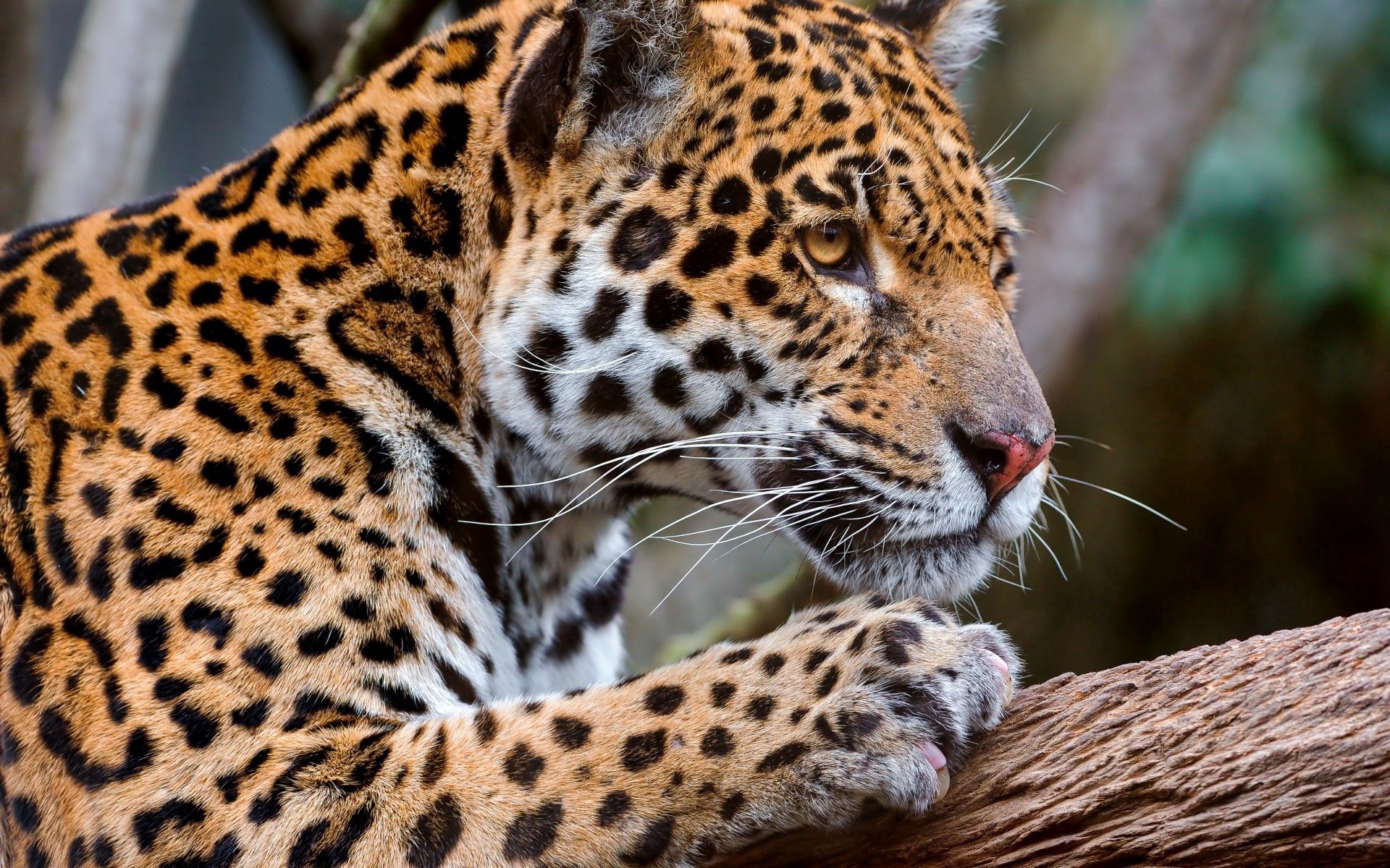 Leopard sight, opinion, profile, animals 4k Wallpaper