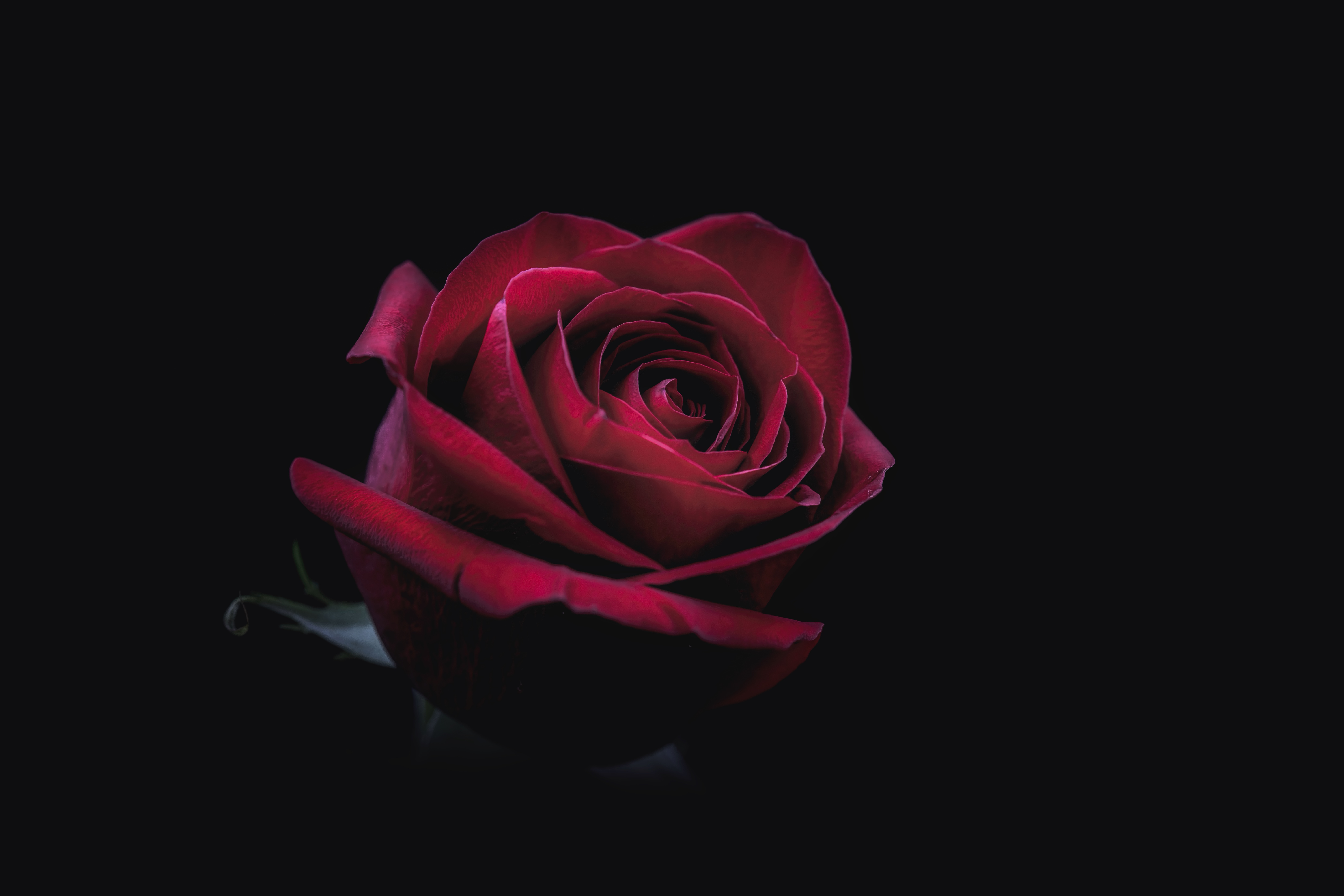 Laden Sie das Dunkel, Rose, Knospe, Bud, Nahaufnahme-Bild kostenlos auf Ihren PC-Desktop herunter