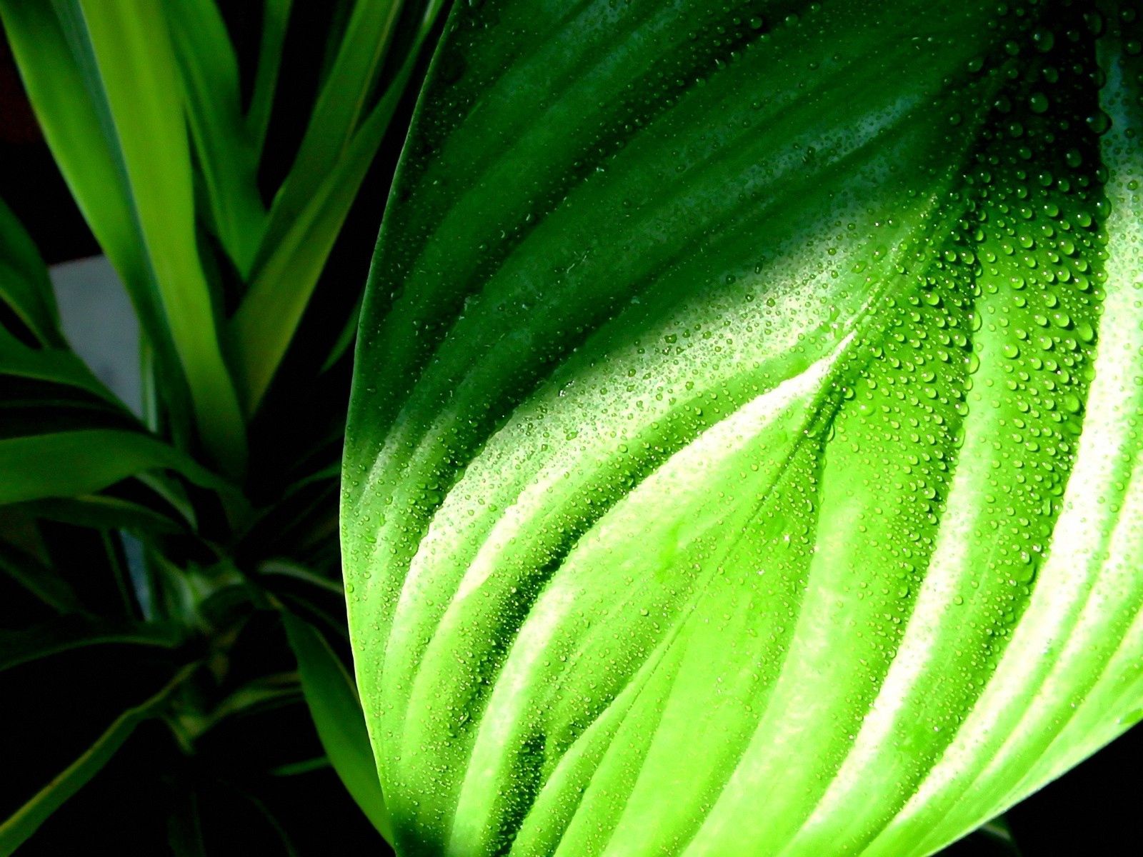 HD photos leaf, plantain, grass, humid