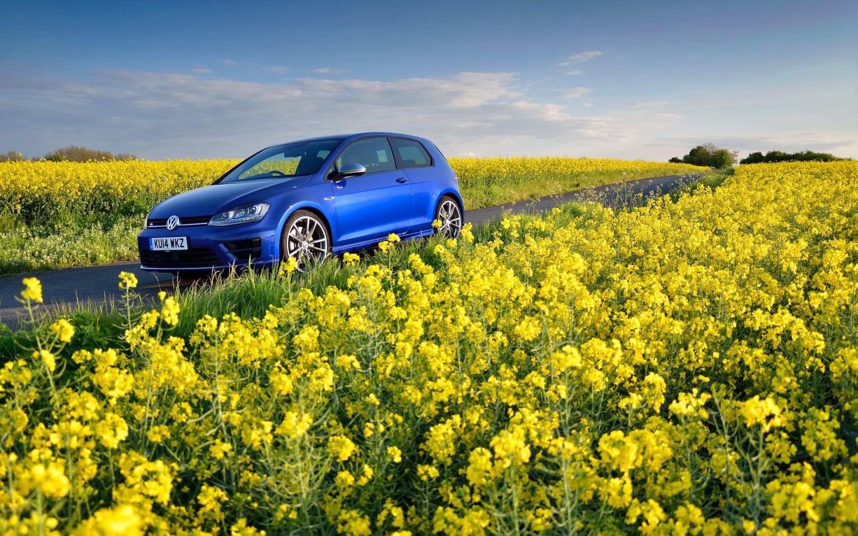Images & Pictures flowers, cars, field, mk7 Volkswagen