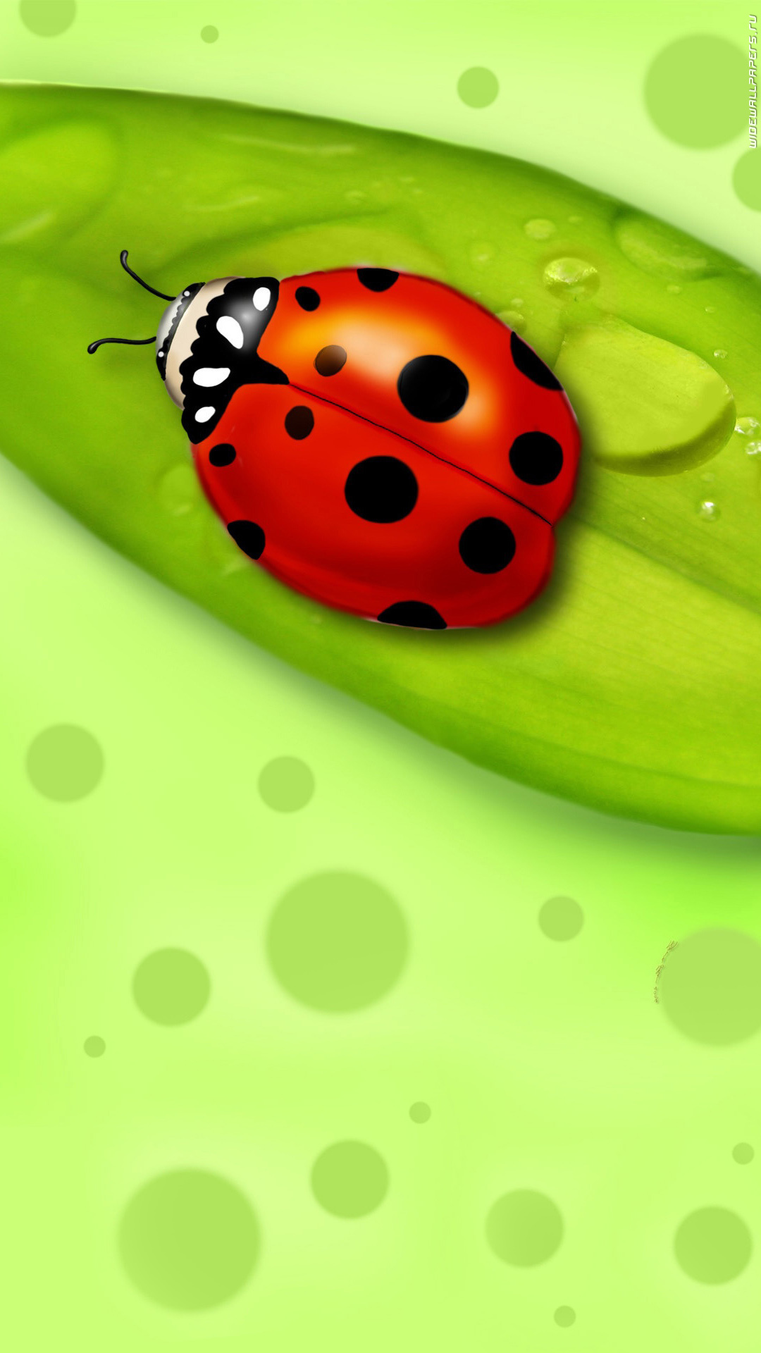 13374 download wallpaper pictures, insects, ladybugs, green screensavers and pictures for free