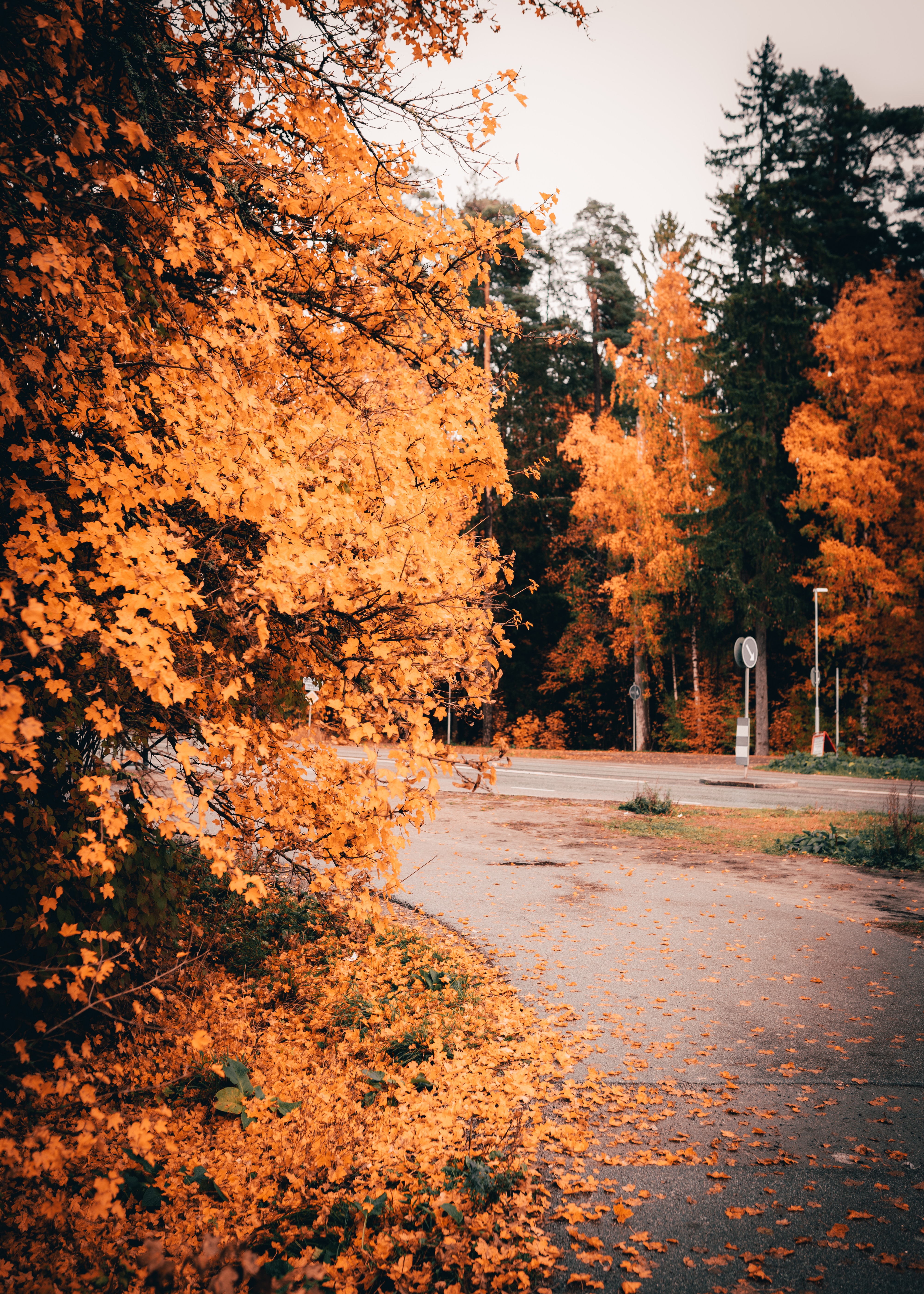 nature, foliage, autumn, trees, yellow, road