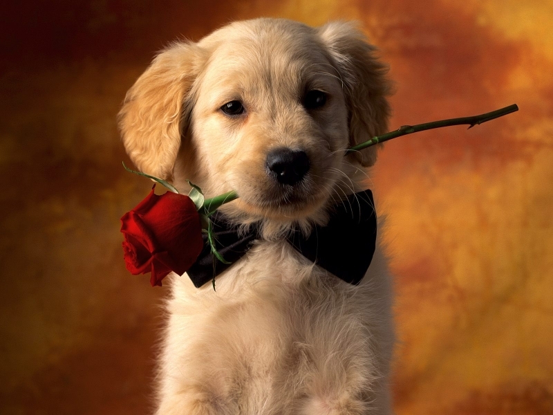 collection of best Dogs HD wallpaper