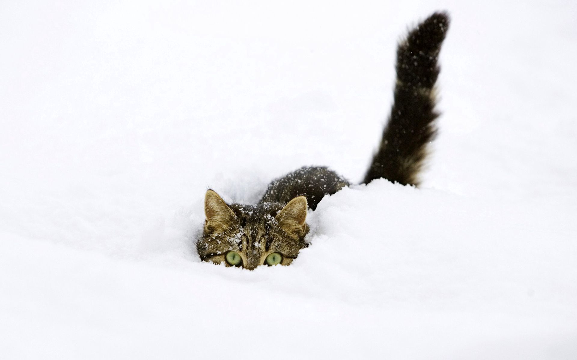 animals, snow, climb, tail Vertical Wallpapers