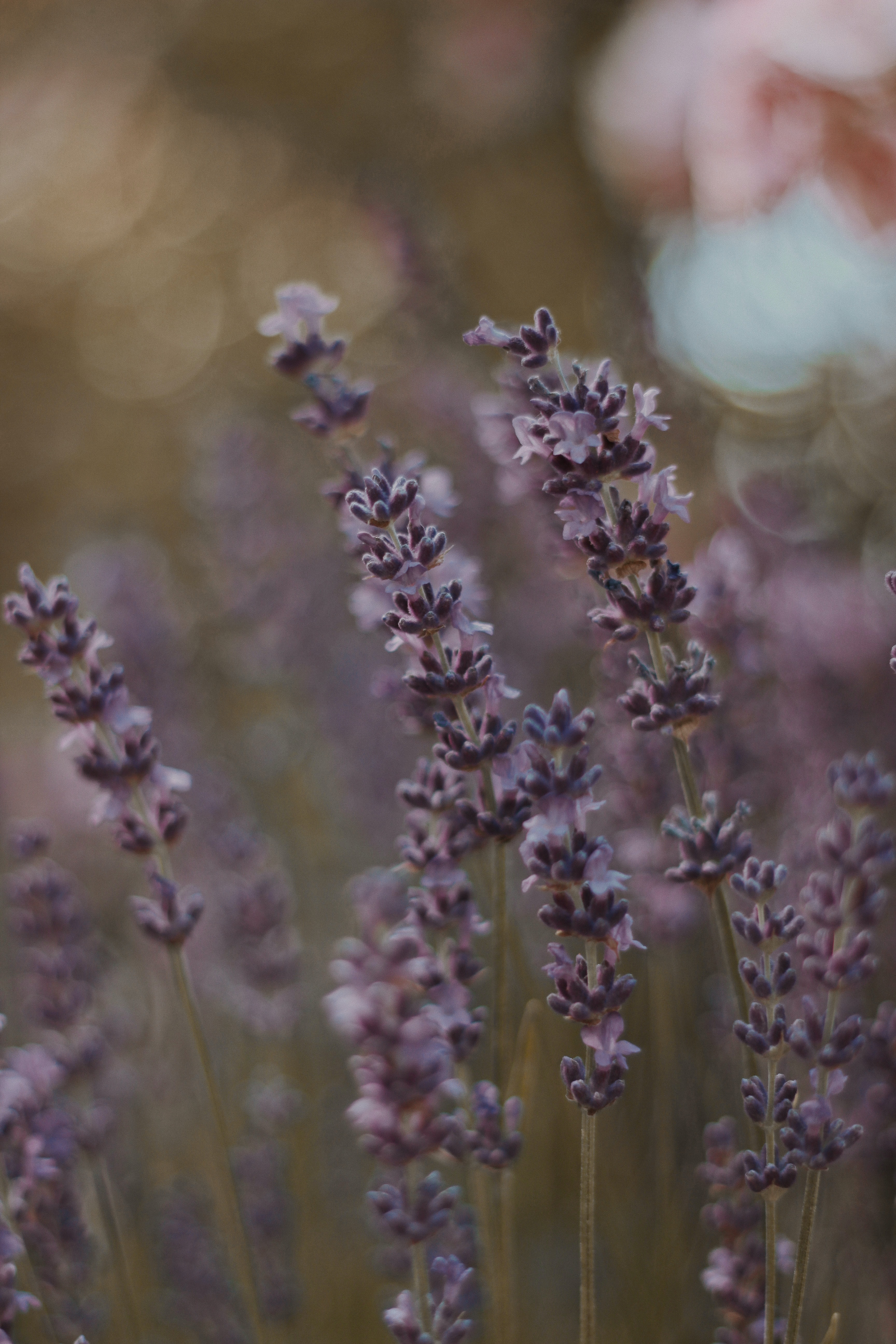 Laden Sie das Blumen, Pflanze, Blühen, Blühenden, Lavendel-Bild kostenlos auf Ihren PC-Desktop herunter