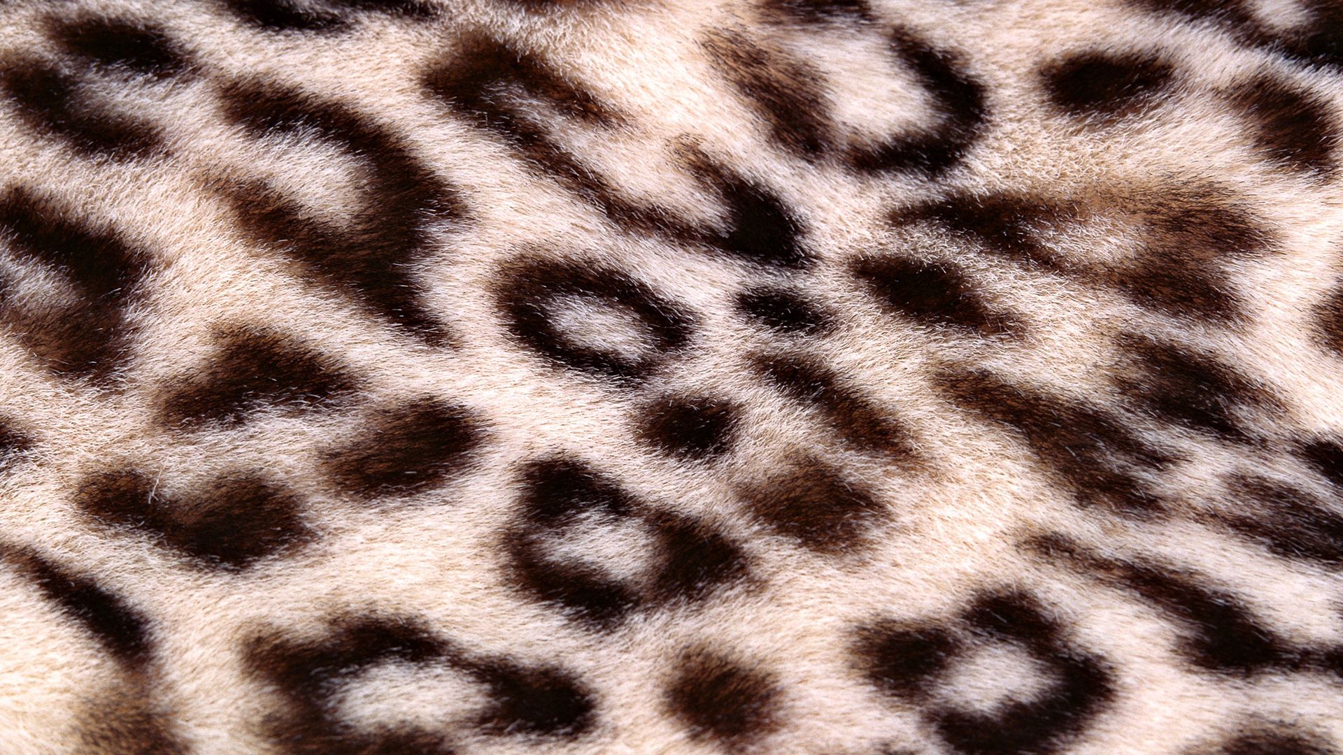 Widescreen image textures, leopard, background, spotty