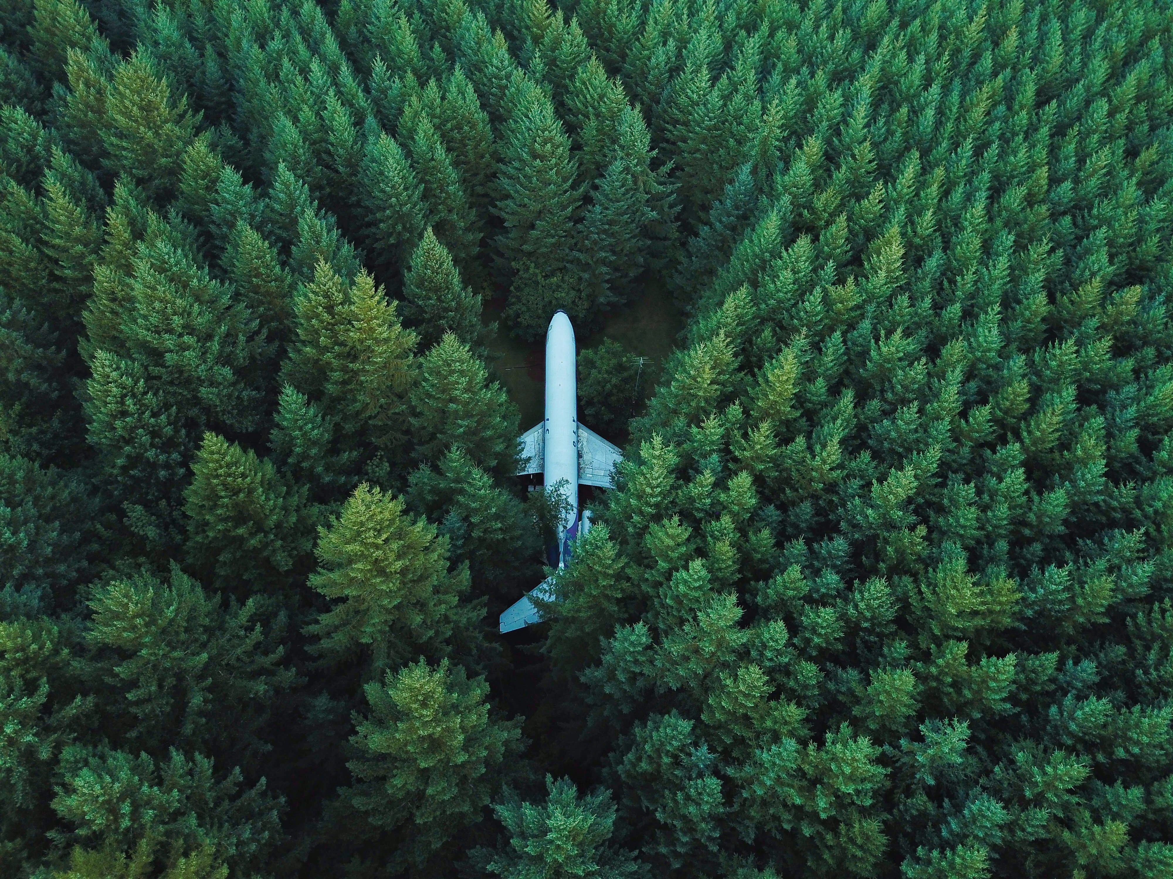 trees, view from above, miscellanea, miscellaneous, plane, airplane Free Stock Photo