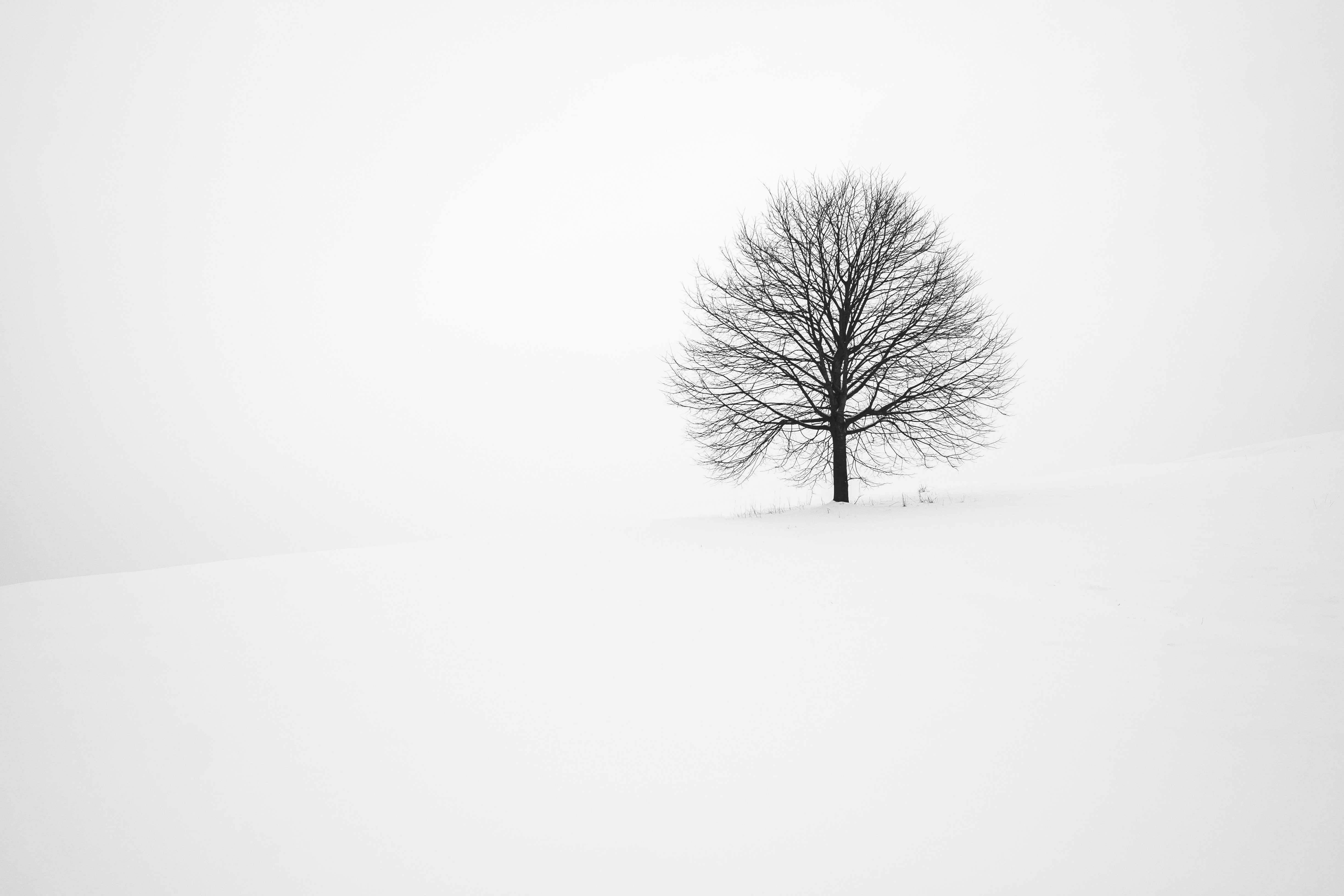 winter, minimalism, snow, wood, tree, bw, chb 32K