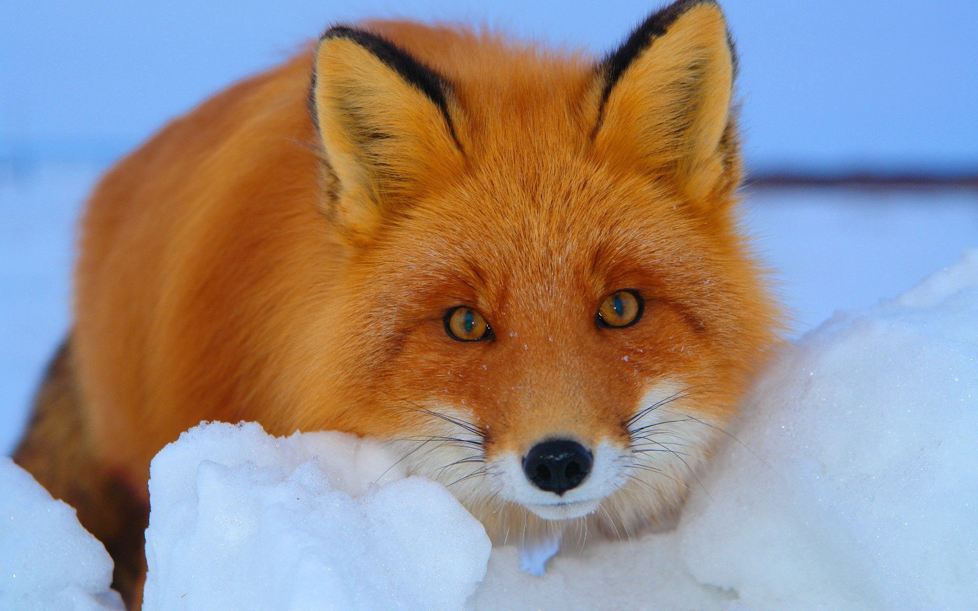 101419 download wallpaper animals, snow, fox, muzzle, sight, opinion, fright, animal screensavers and pictures for free