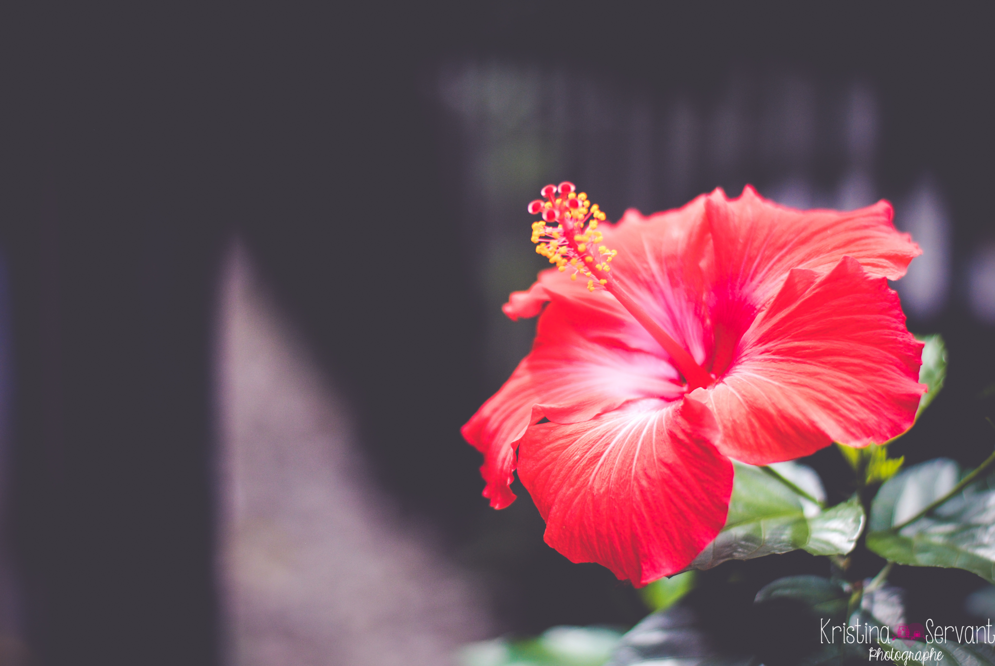 Best Mobile Hibiscus Backgrounds