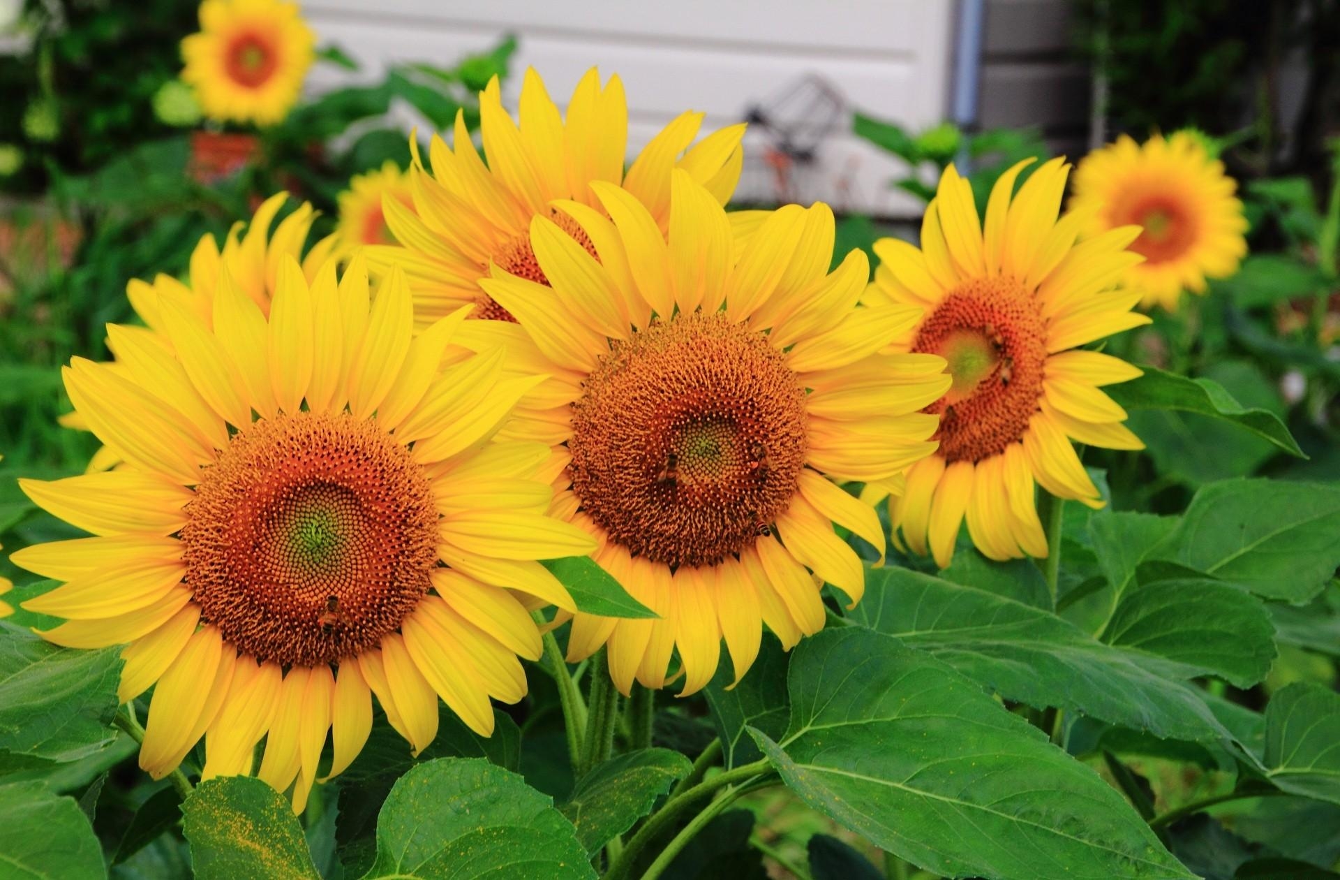 Laden Sie das Blumen, Sonnenblumen, Sommer, Nahaufnahme, Nahansicht, Reihe, Zeile-Bild kostenlos auf Ihren PC-Desktop herunter