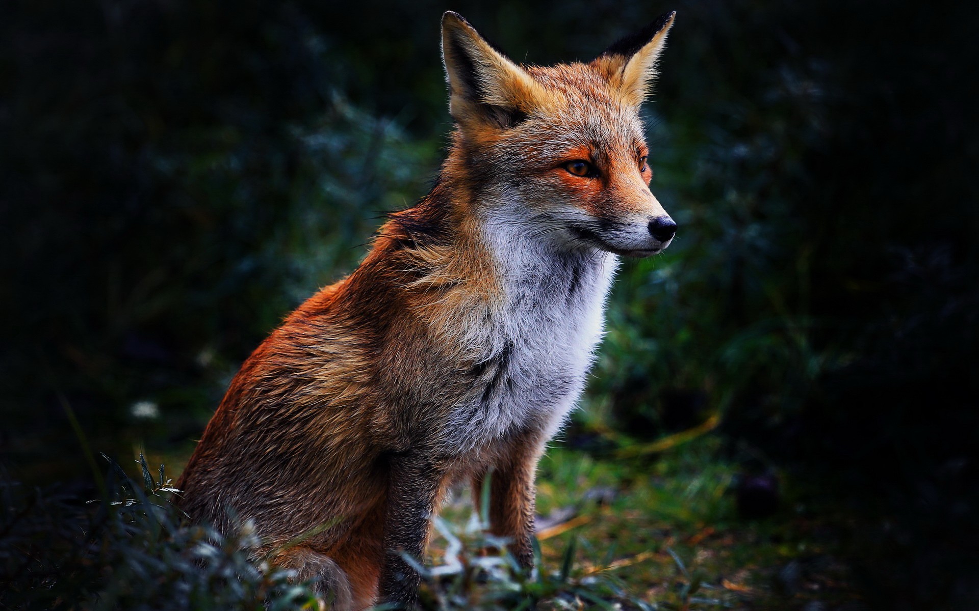  Fox HD Android Wallpapers