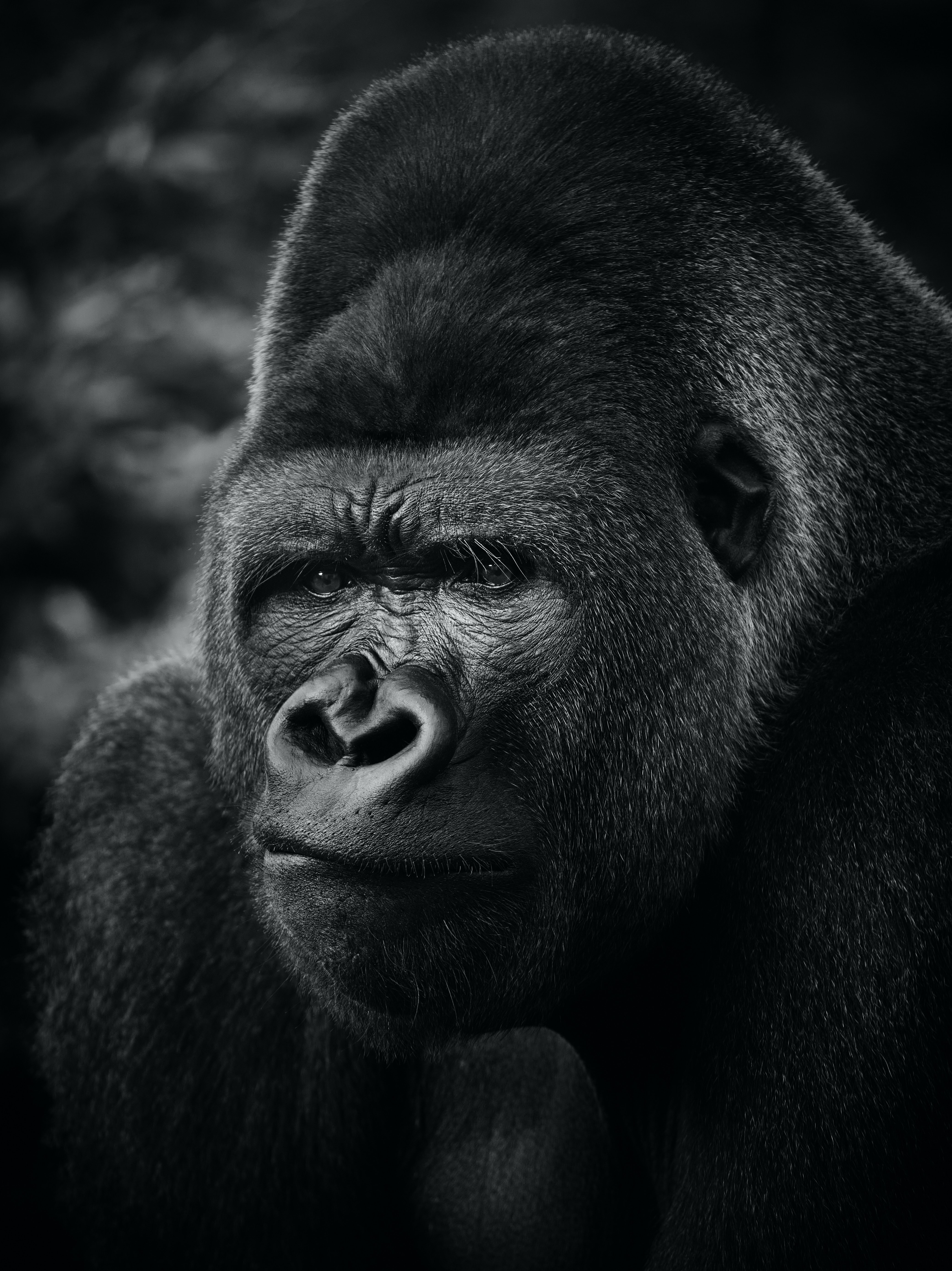 63178 Bild herunterladen tiere, schwarz, das schwarze, gorilla, tier, primas, primaten - Hintergrundbilder und Bildschirmschoner kostenlos