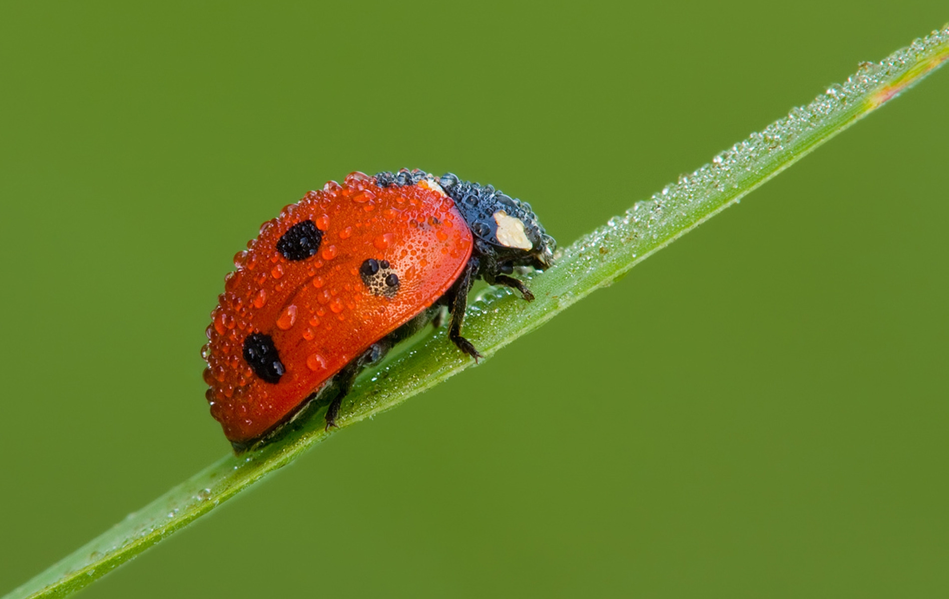 Epilachna chrysomelina