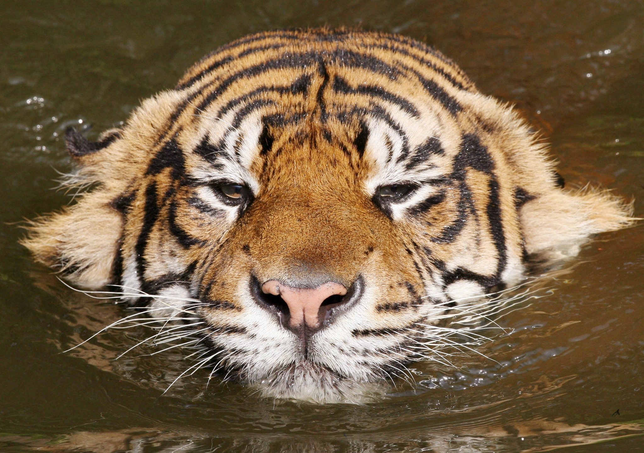 Phone Background Full HD tiger, muzzle, animals, striped