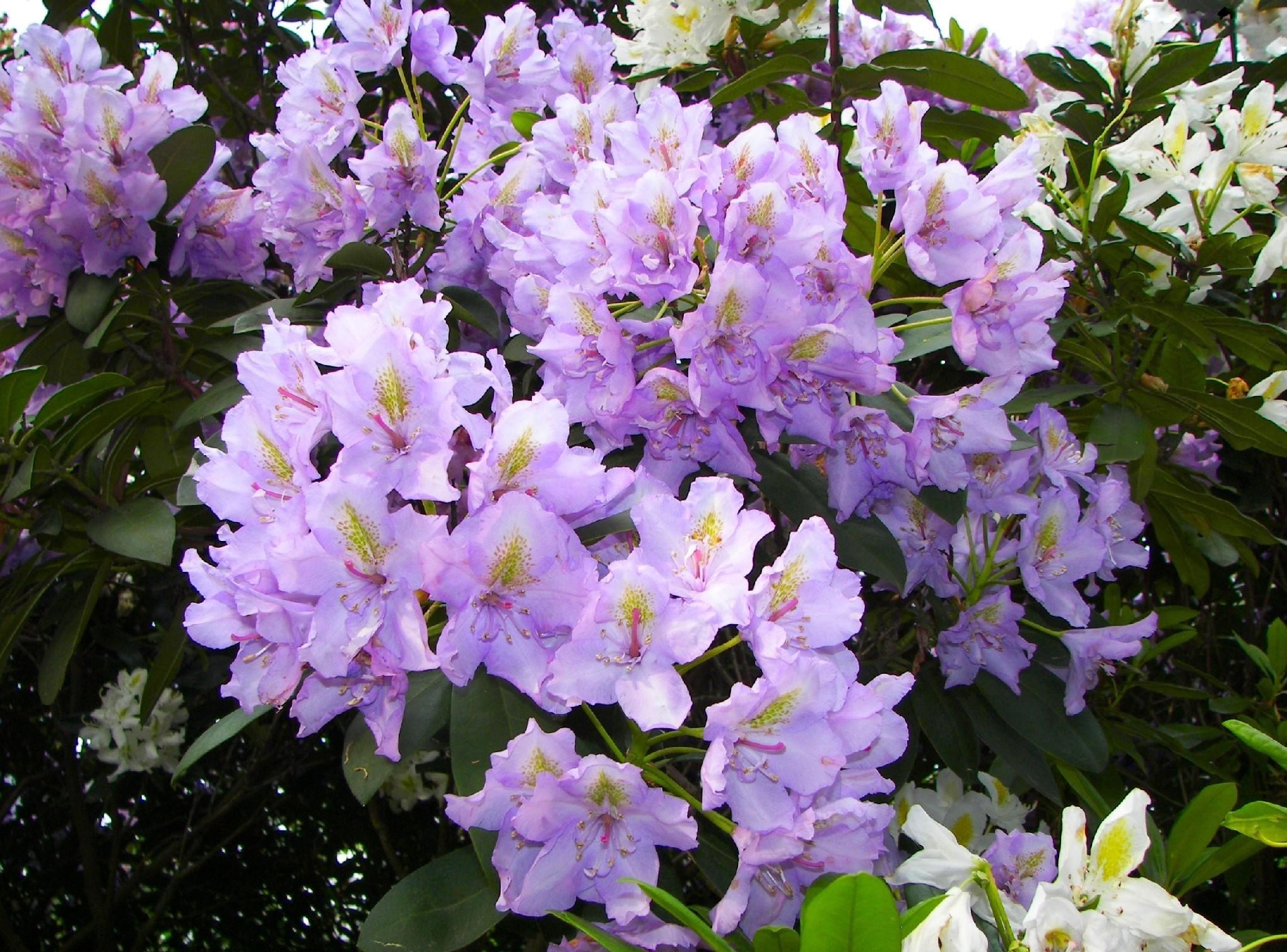 lilac, flowers, bush, bloom, flowering, azalea High Definition image
