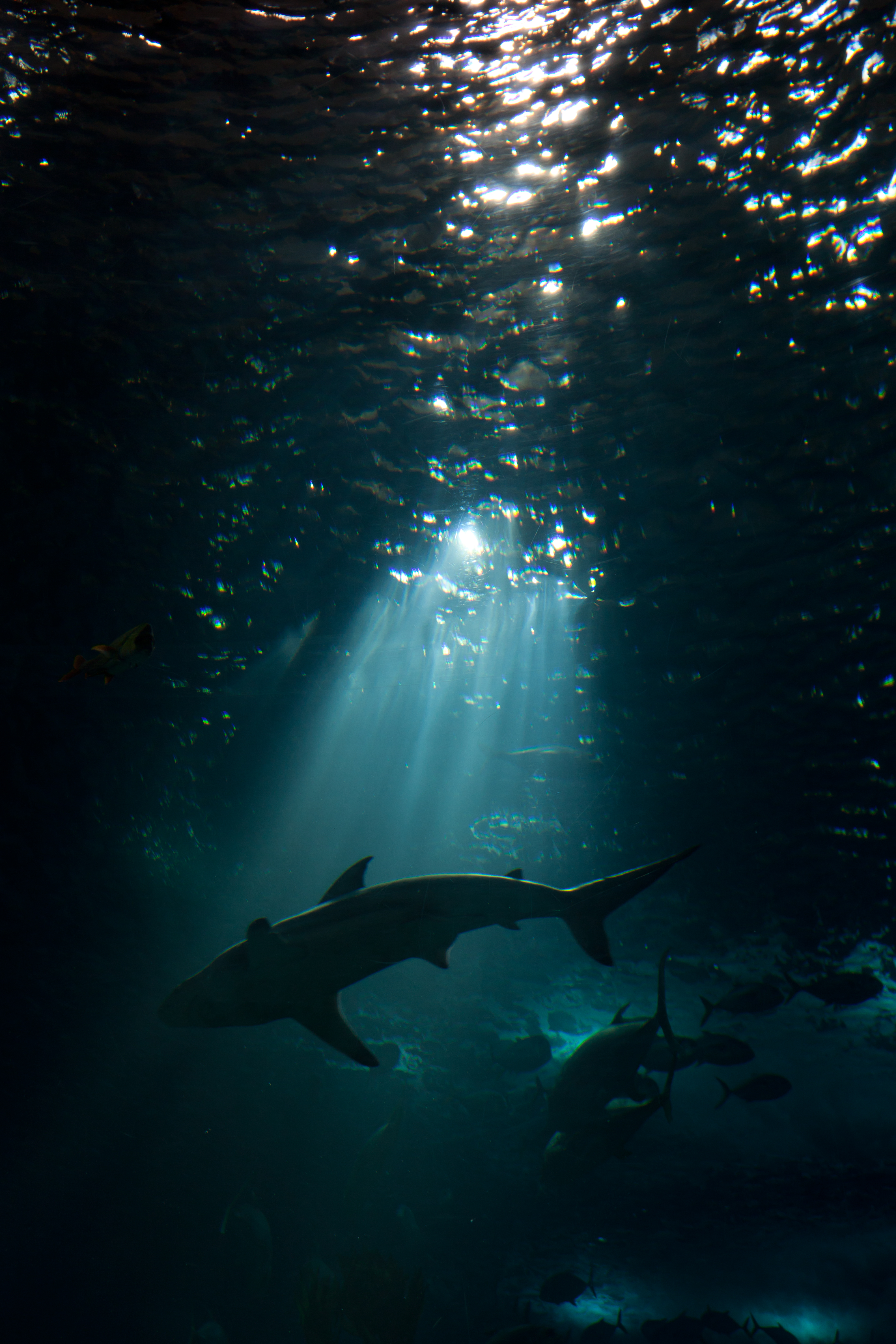 shark, underwater world, animals, dark